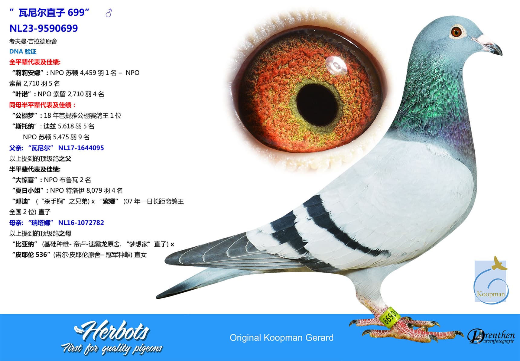 pigeon: undefined