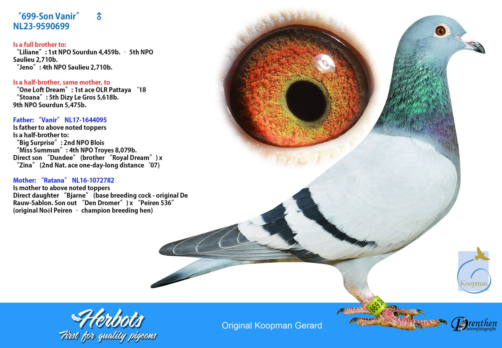 pigeon: ”699-Son Vanir”