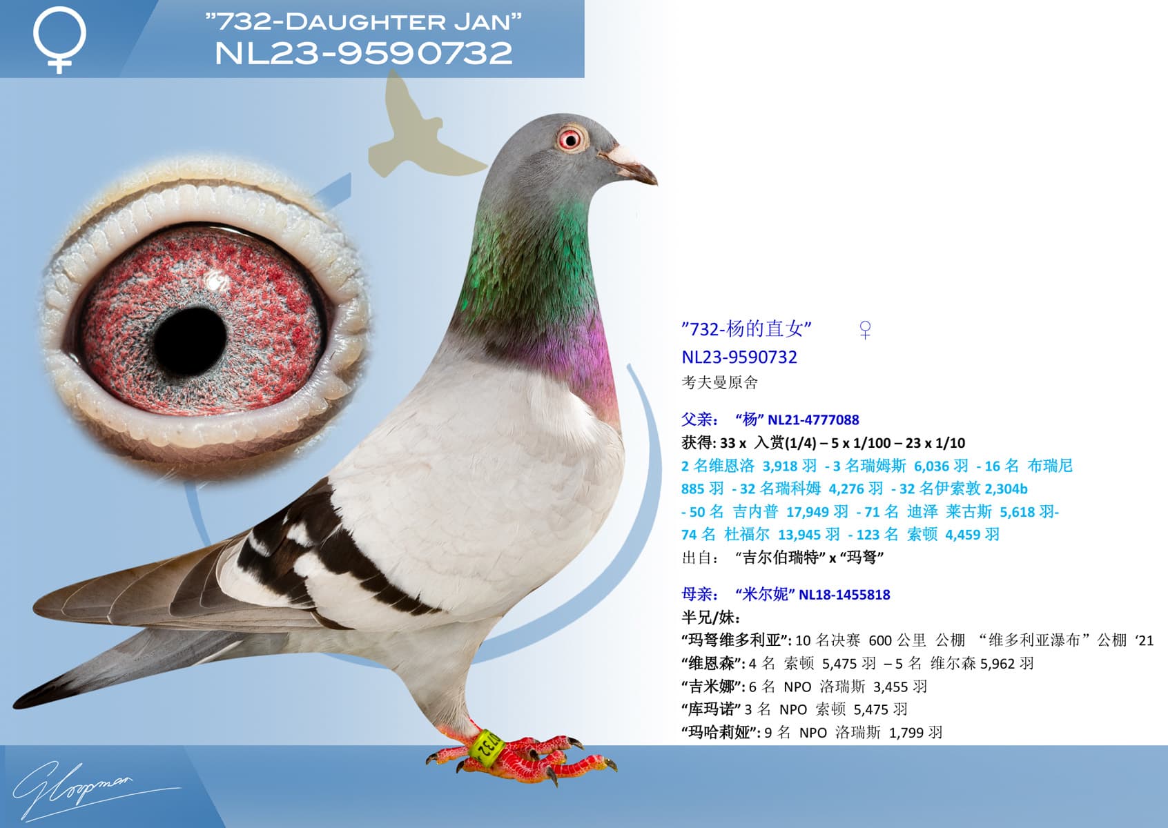 pigeon: undefined