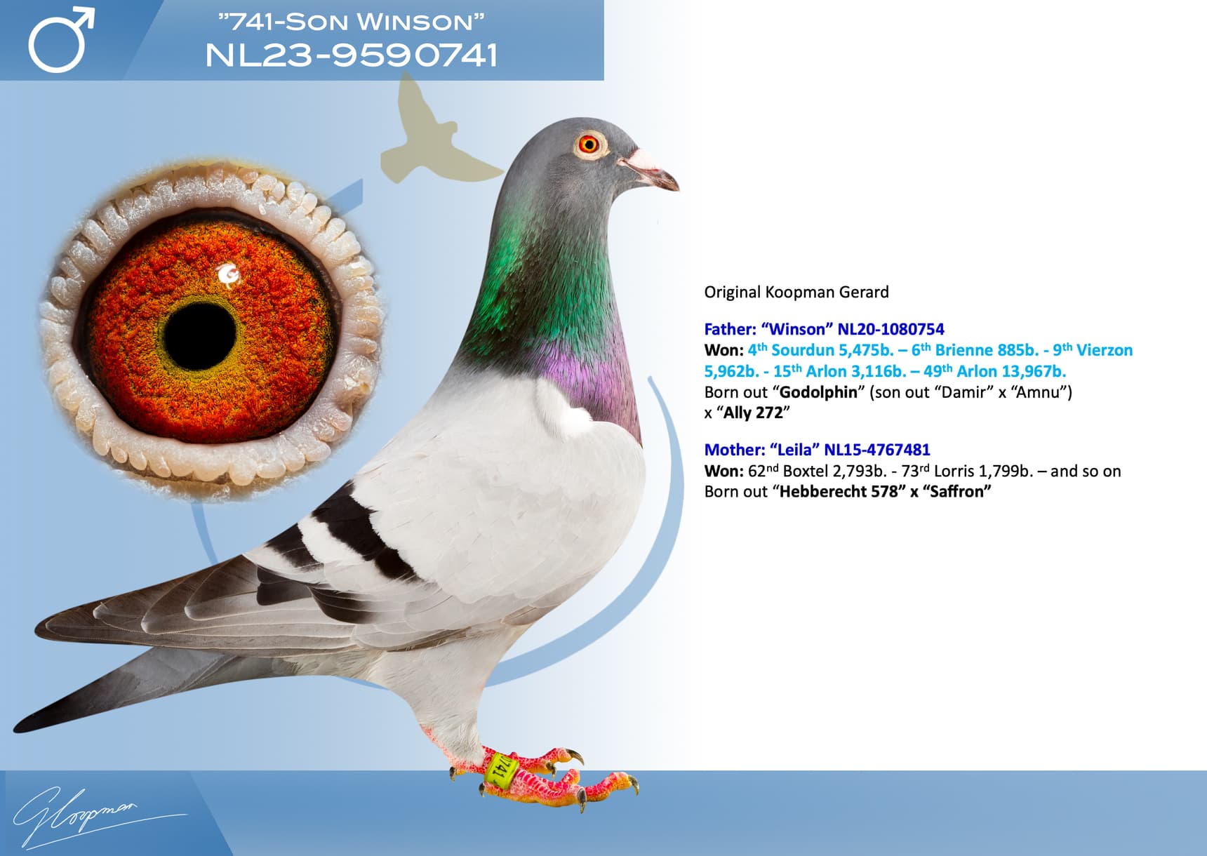 pigeon: undefined