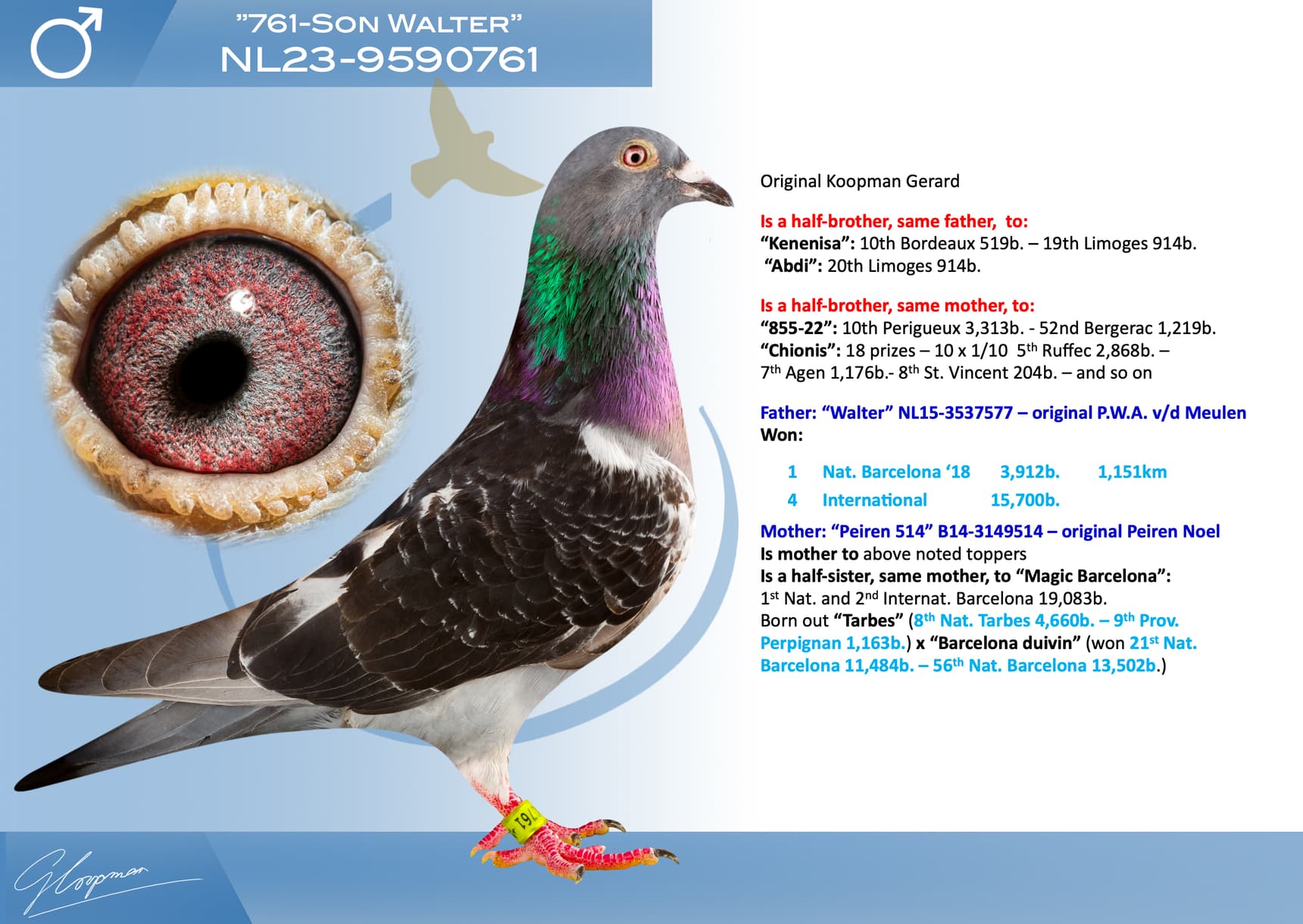 pigeon: undefined