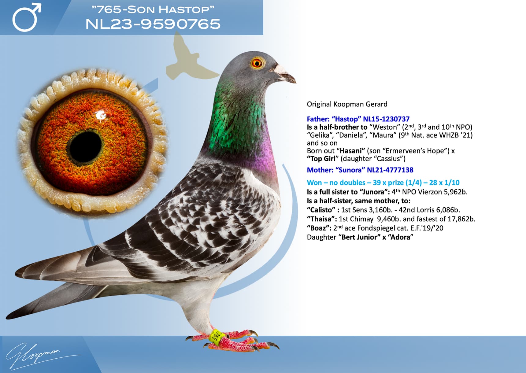 pigeon: undefined