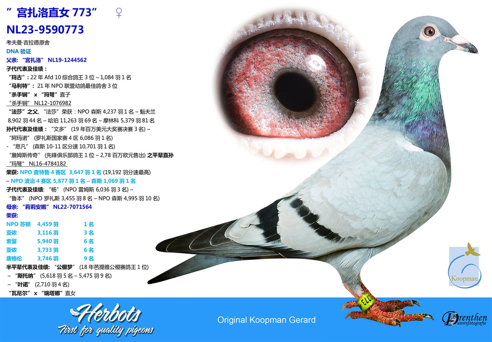 pigeon: undefined