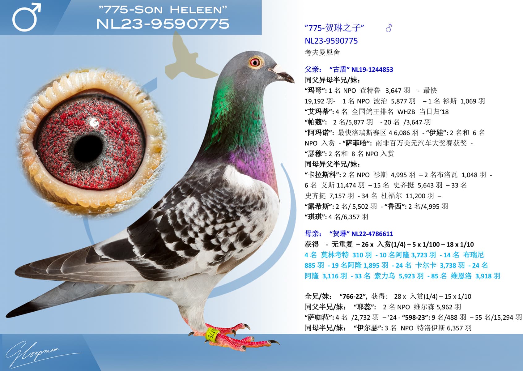 pigeon: undefined