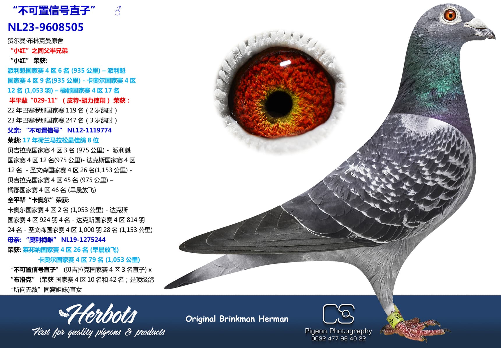 pigeon: “不可置信号直子”