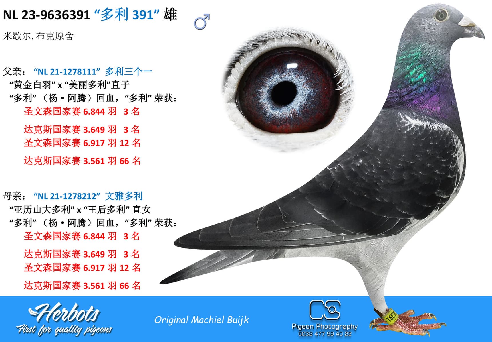 pigeon: “多利 391”