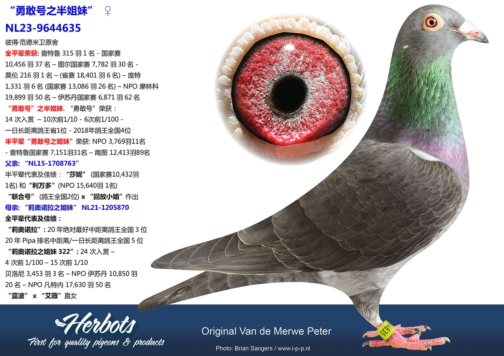 pigeon: undefined