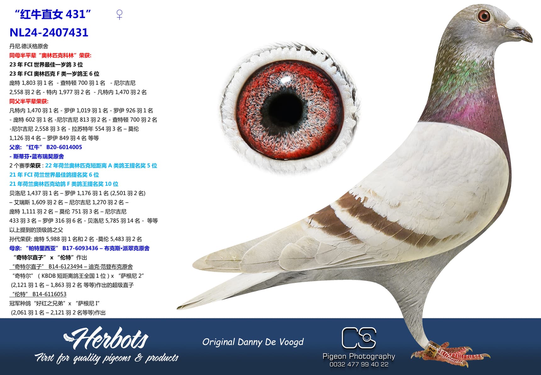 pigeon: “红牛直女431”