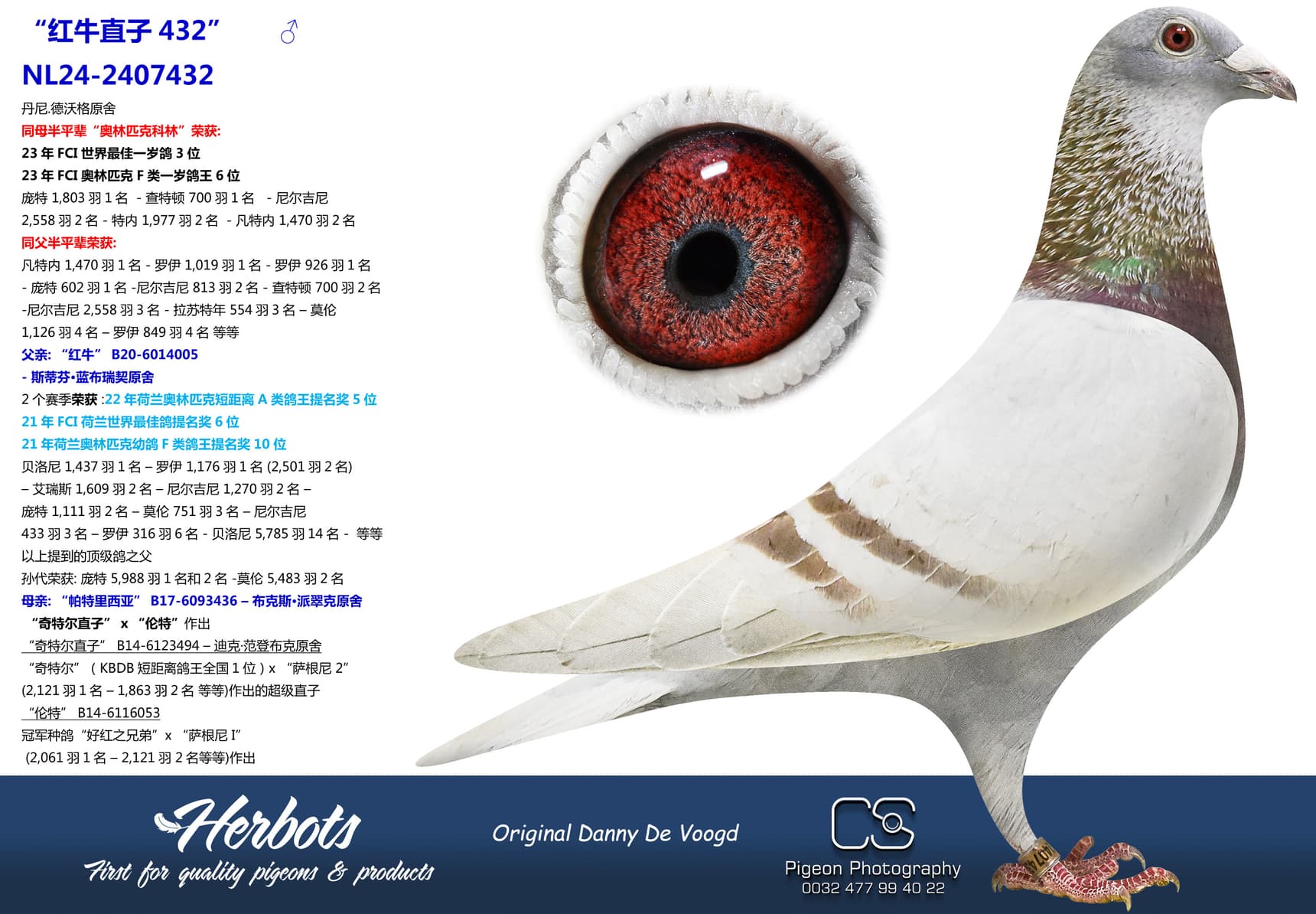 pigeon: “红牛直子432”