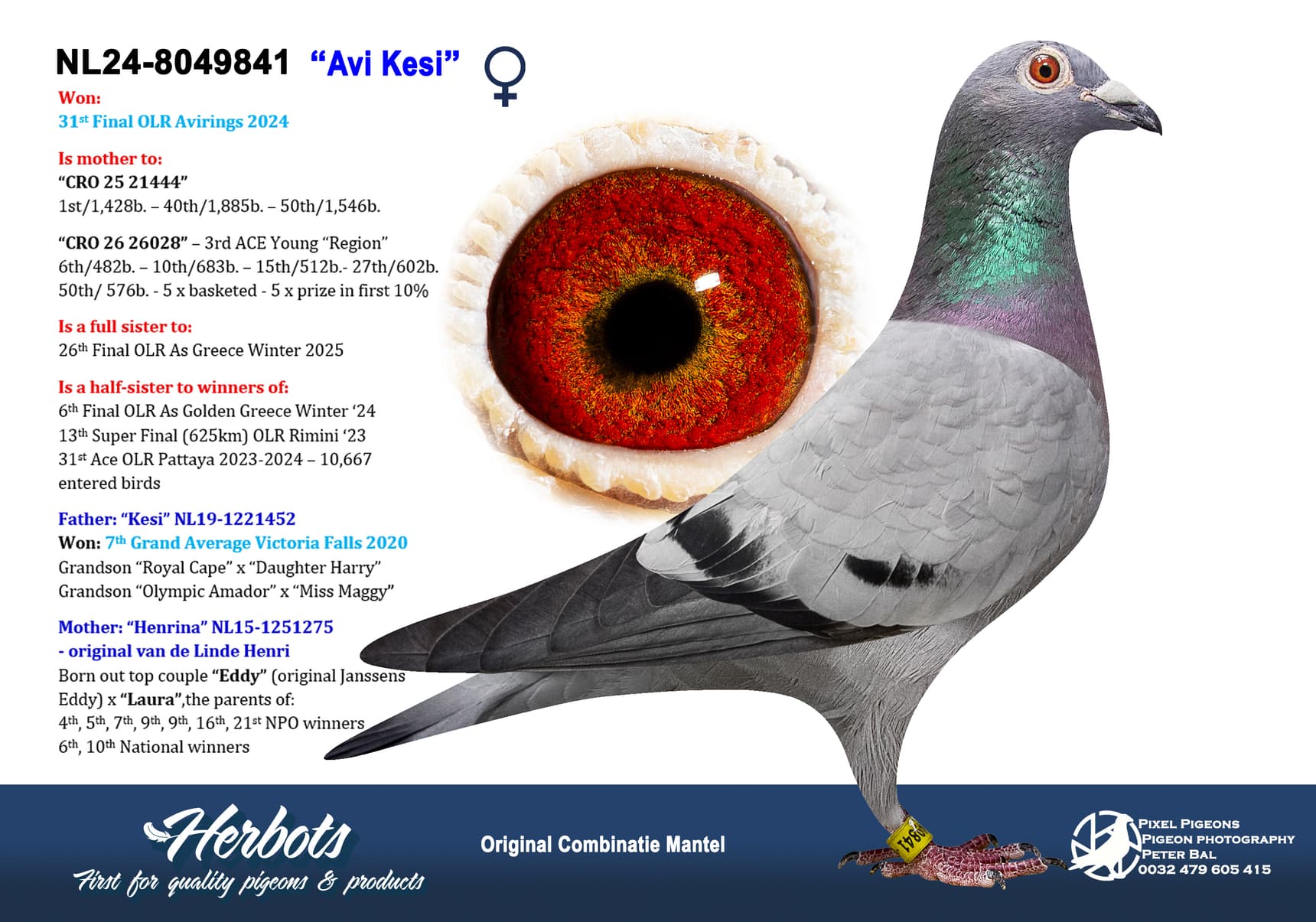 pigeon: undefined