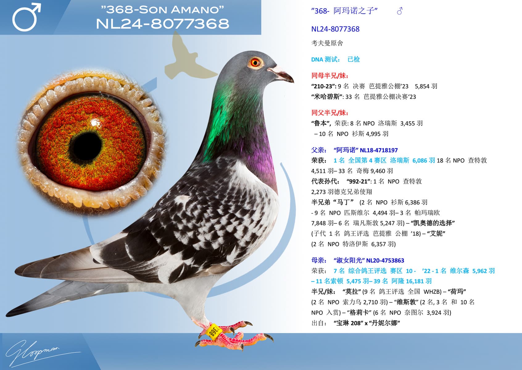 pigeon: ”368- 阿玛诺之子”