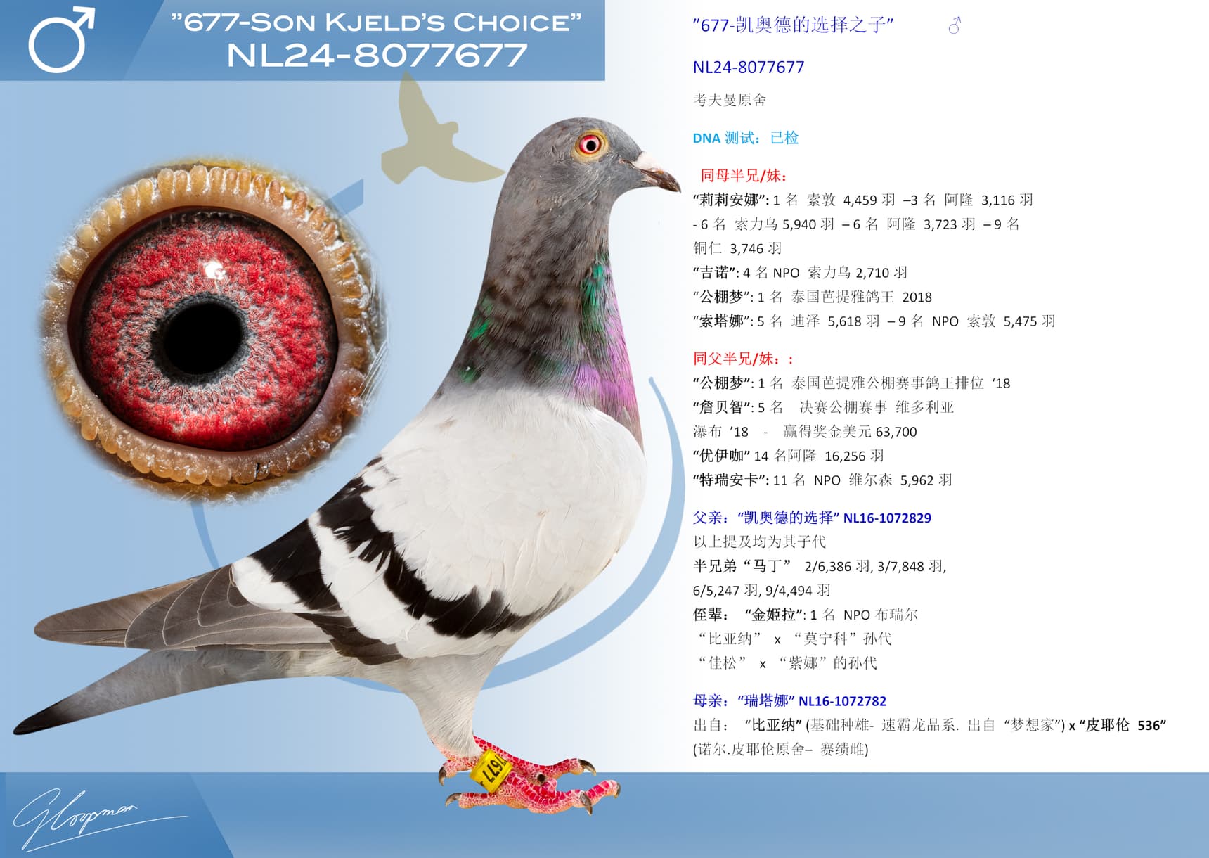 pigeon: undefined