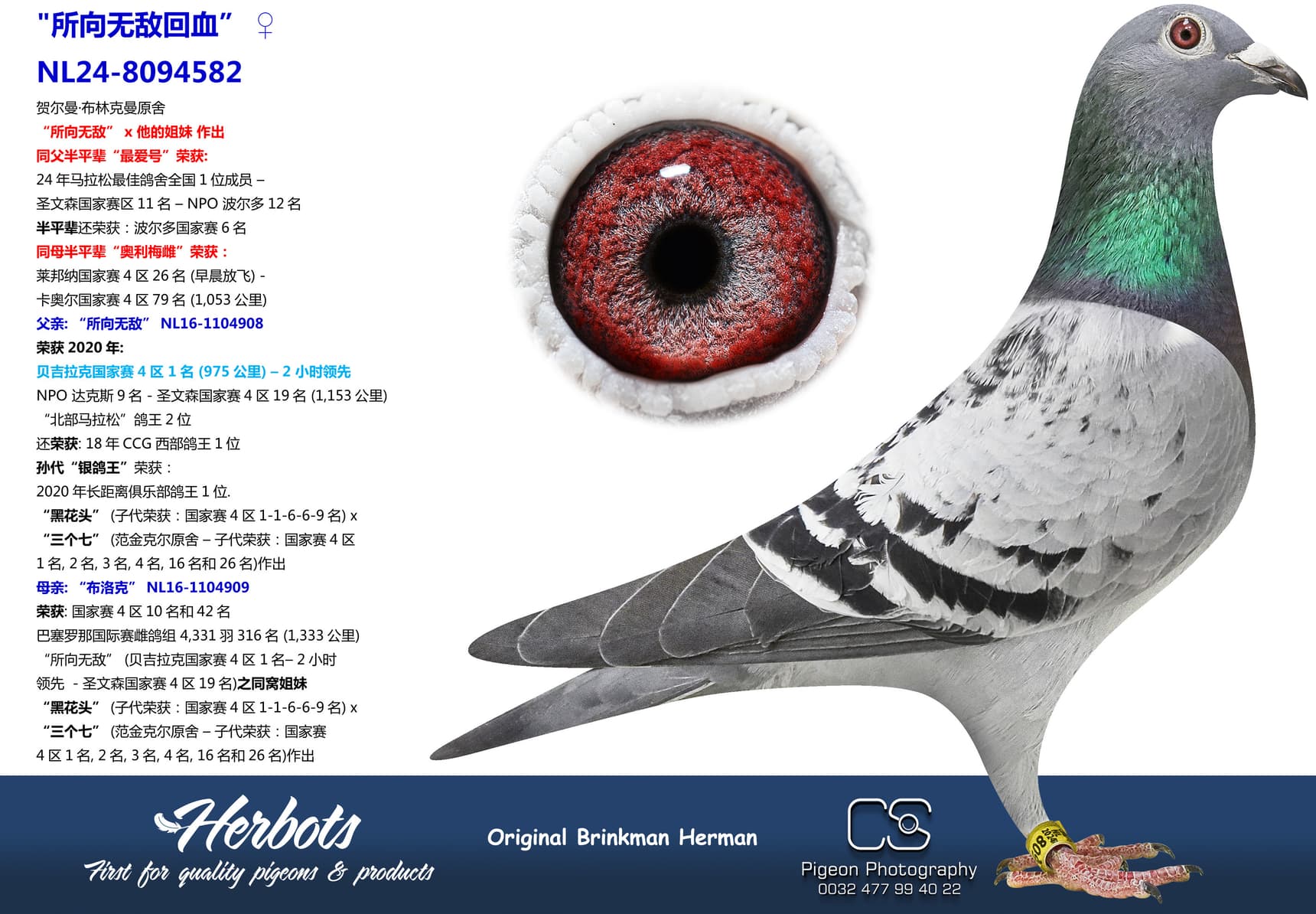 pigeon: "所向无敌回血”