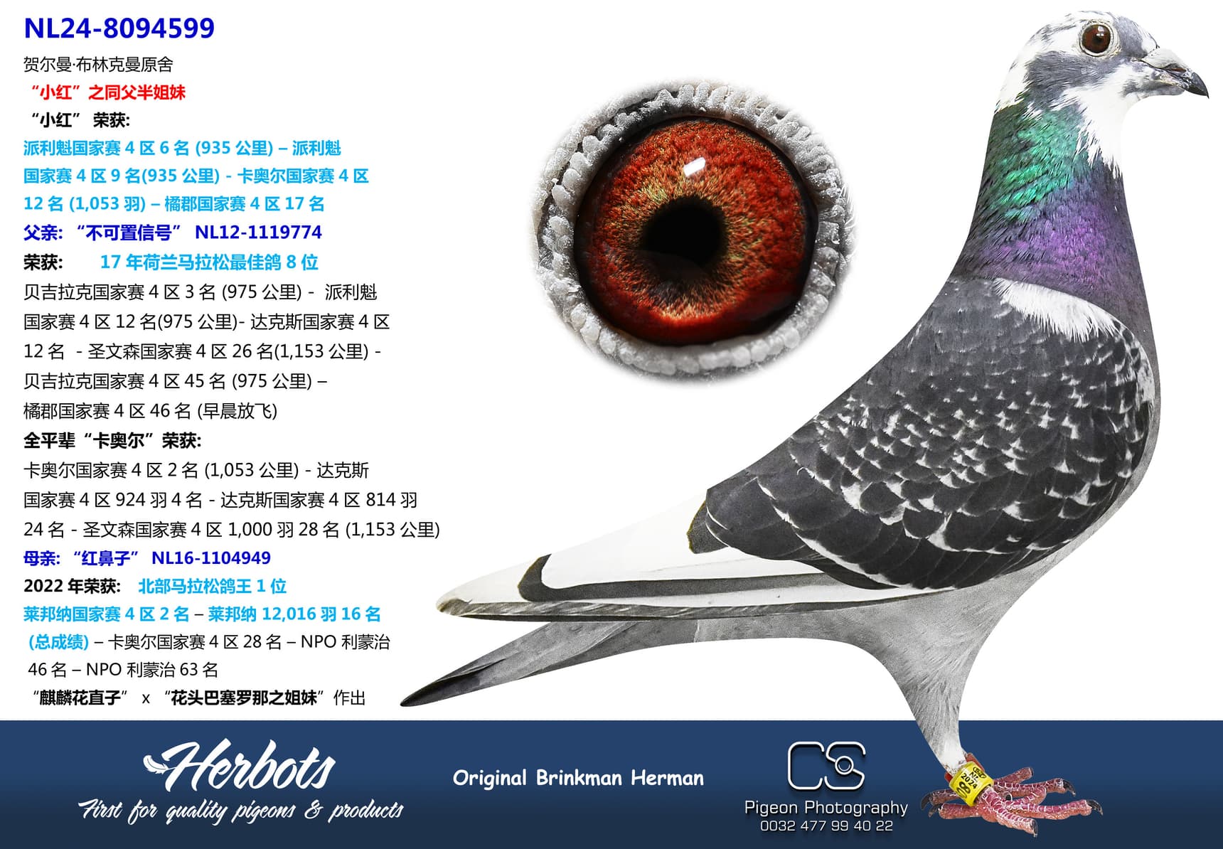 pigeon: “红不可置信号”