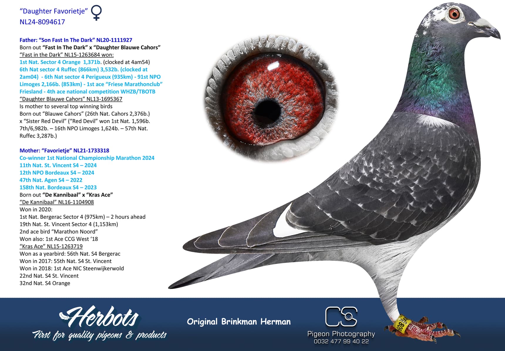 pigeon: “Daughter Favorietje”