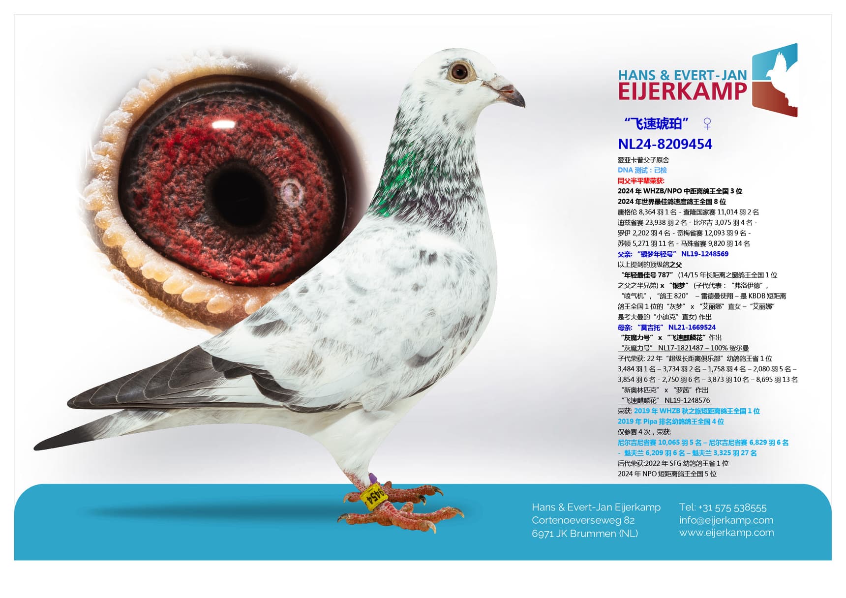 pigeon: “飞速琥珀”