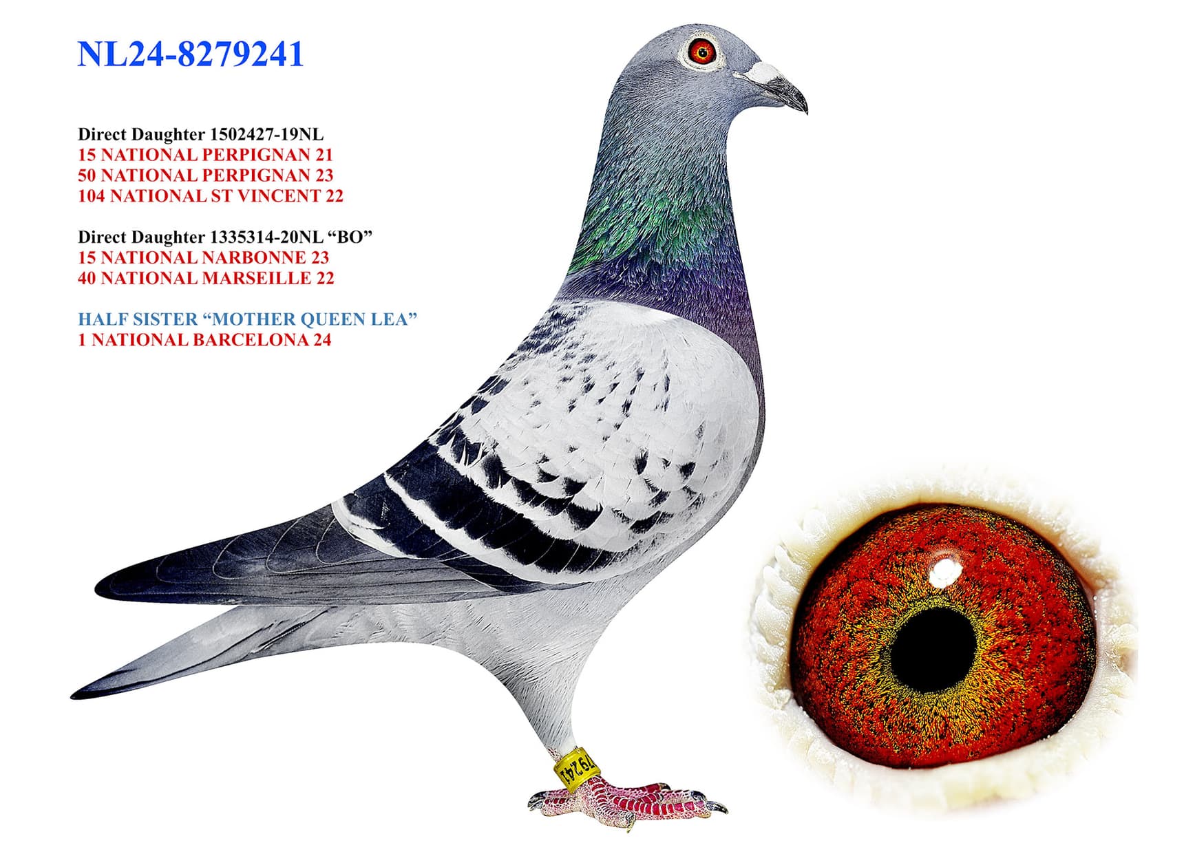 "Amerongen 241"