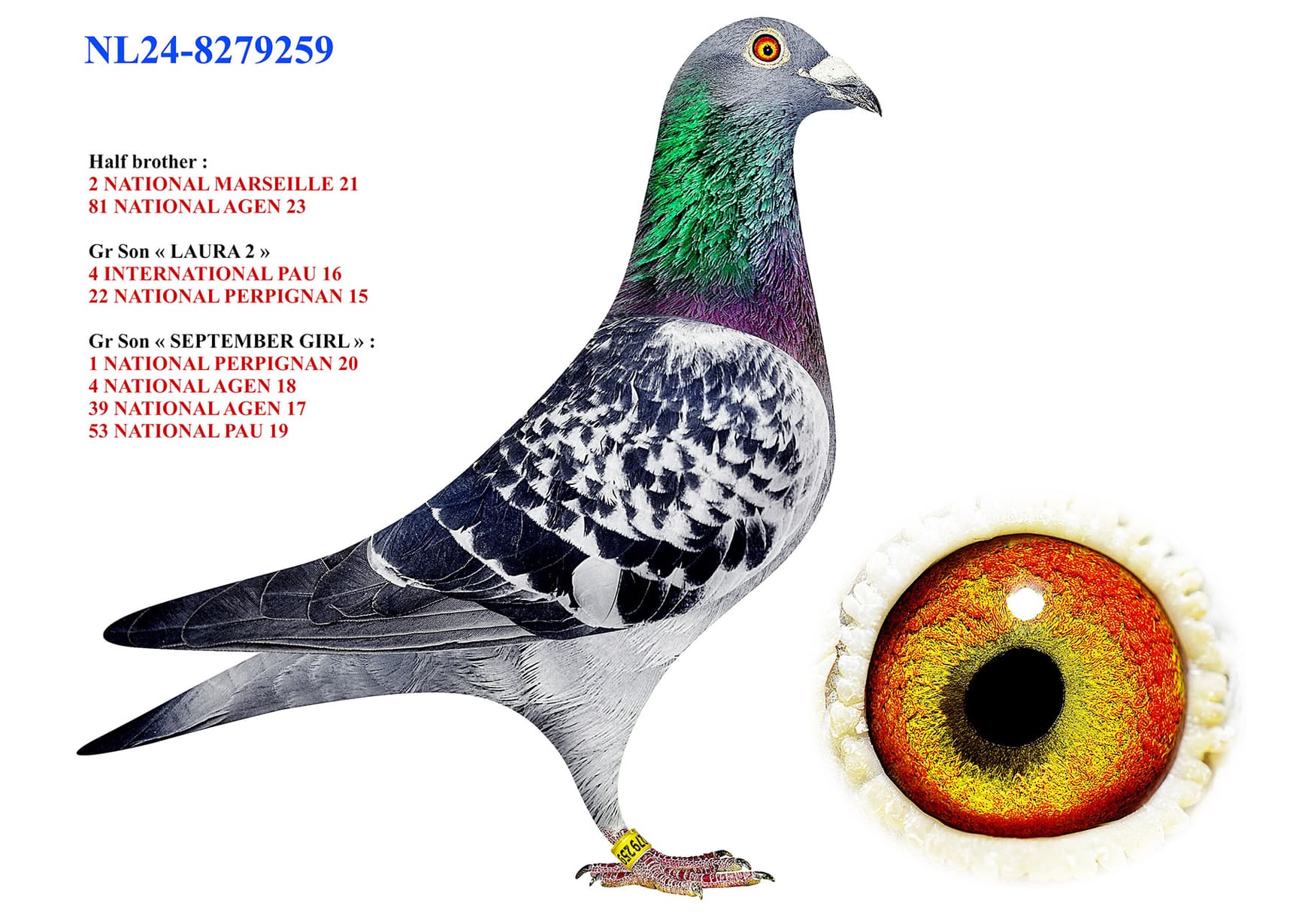 "Amerongen 259"