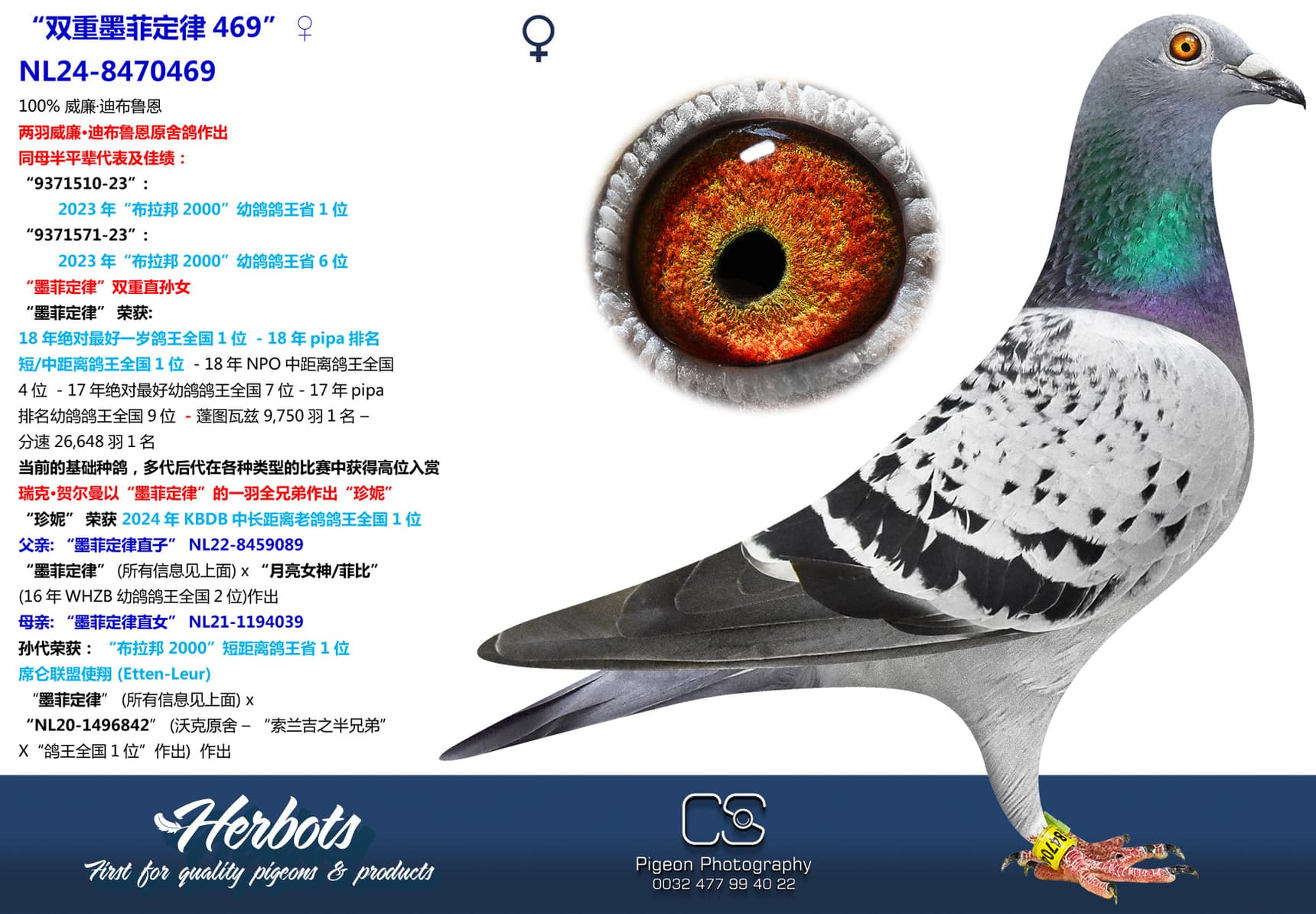 pigeon: “双重墨菲定律469”