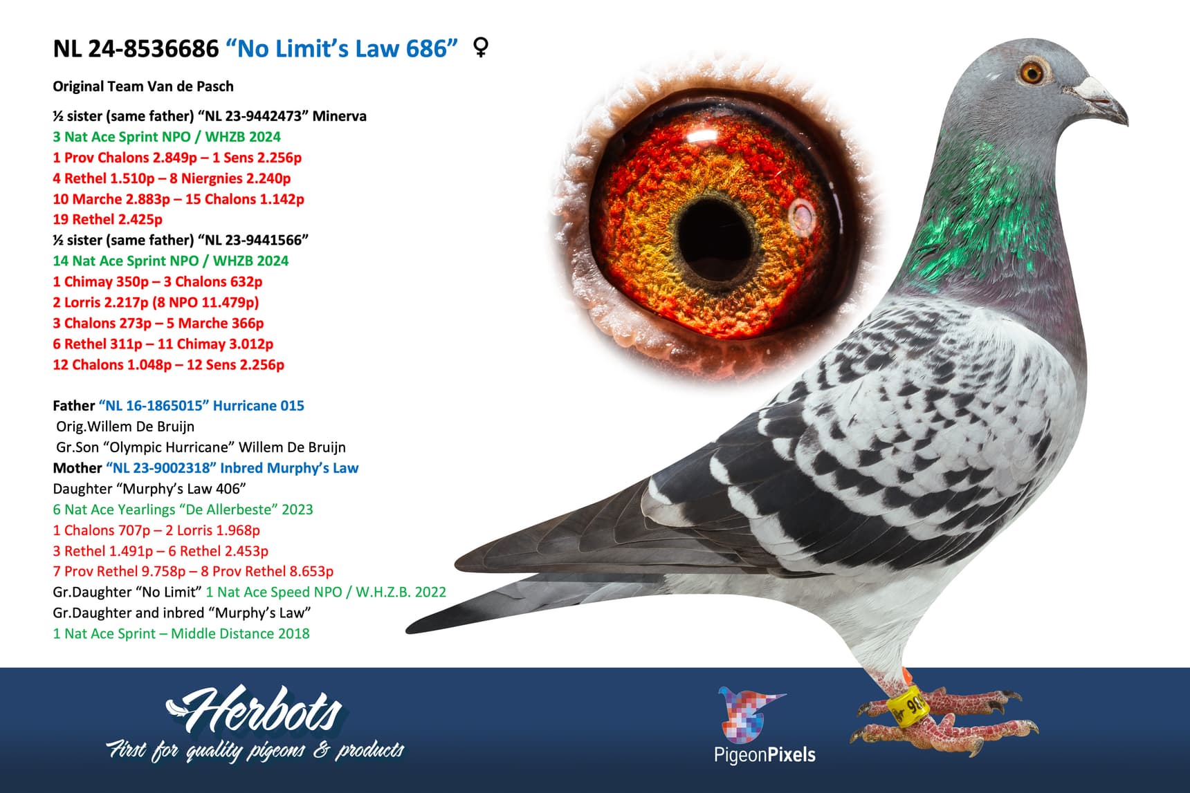 pigeon: “No Limit’s Law 686”