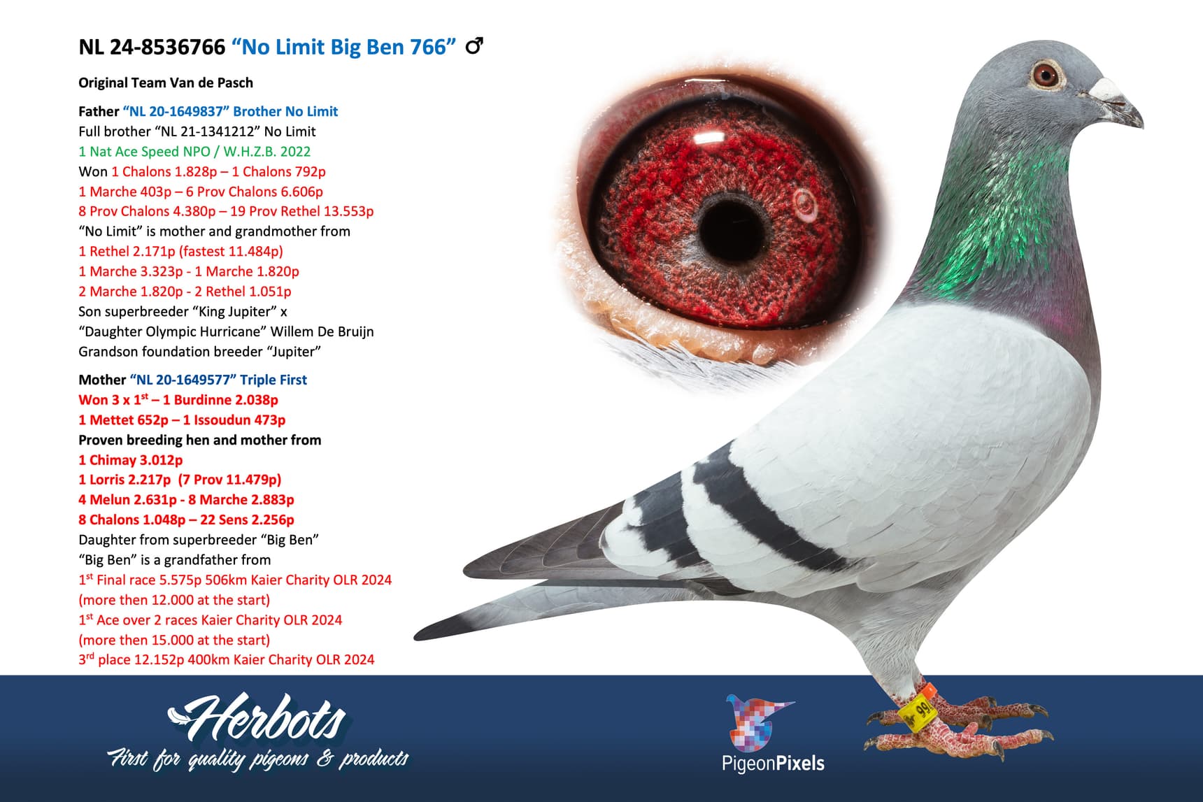 pigeon: “No Limit Big Ben 766”