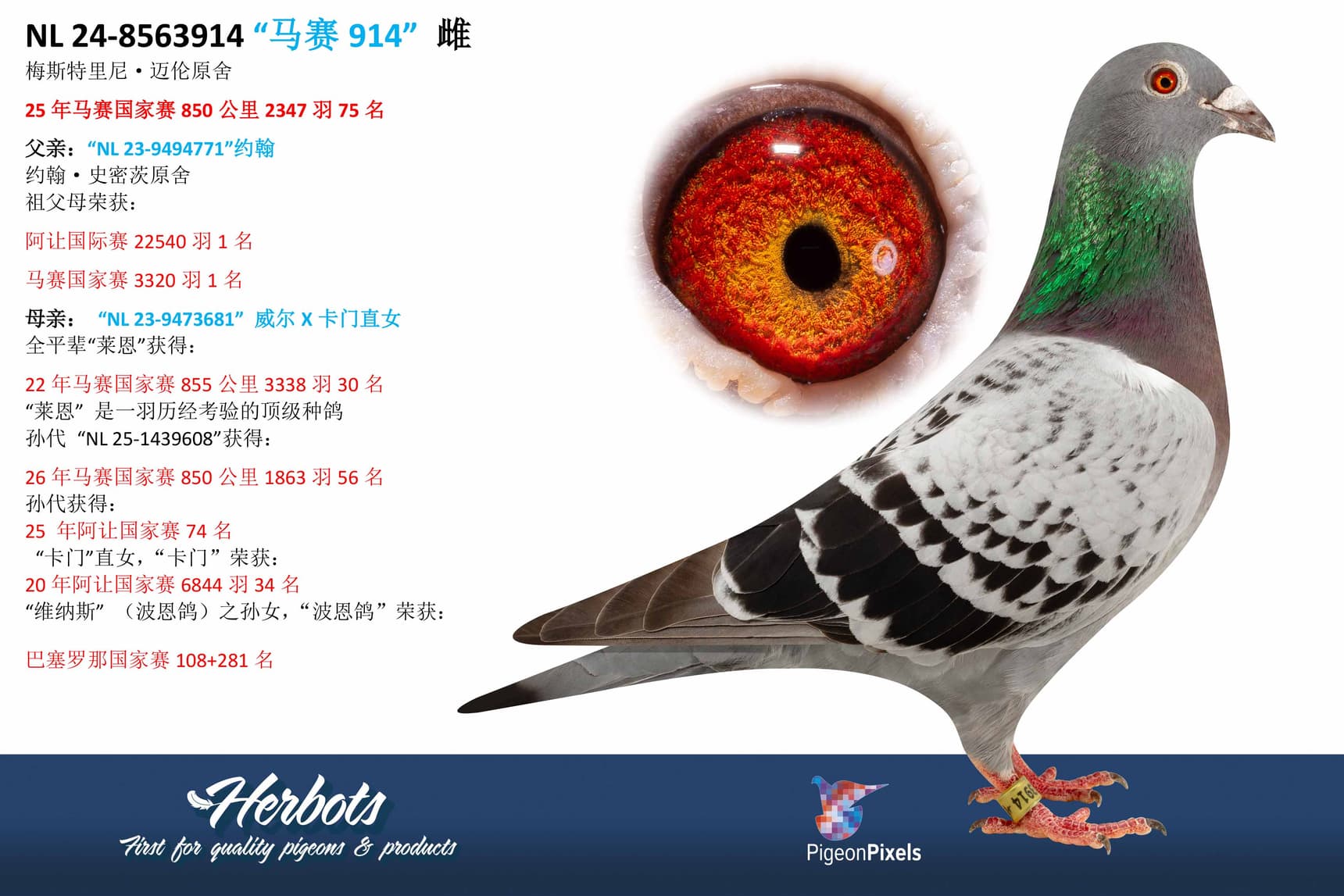 pigeon: undefined