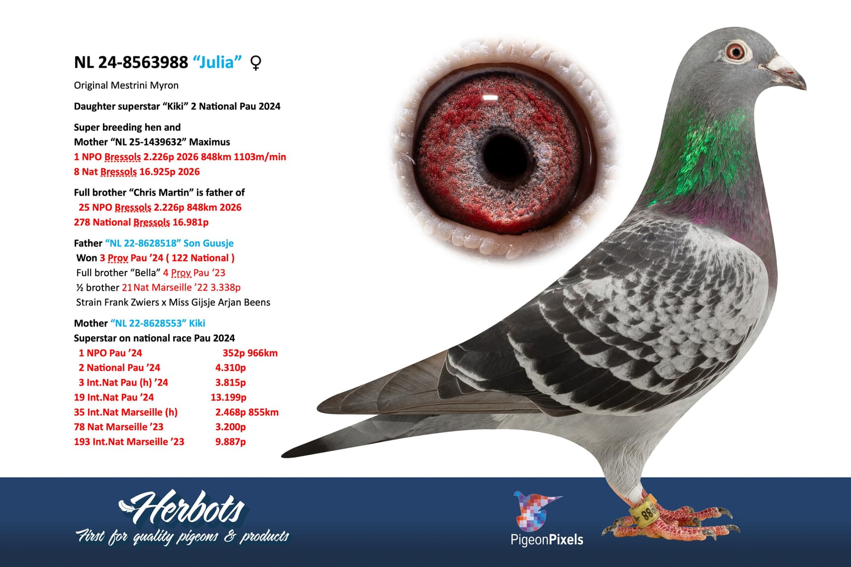 pigeon: undefined