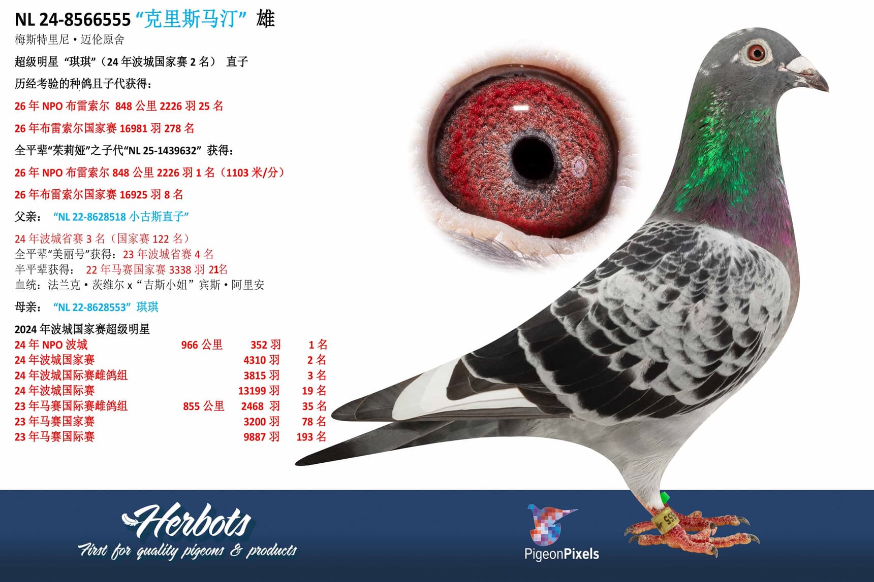 pigeon: undefined