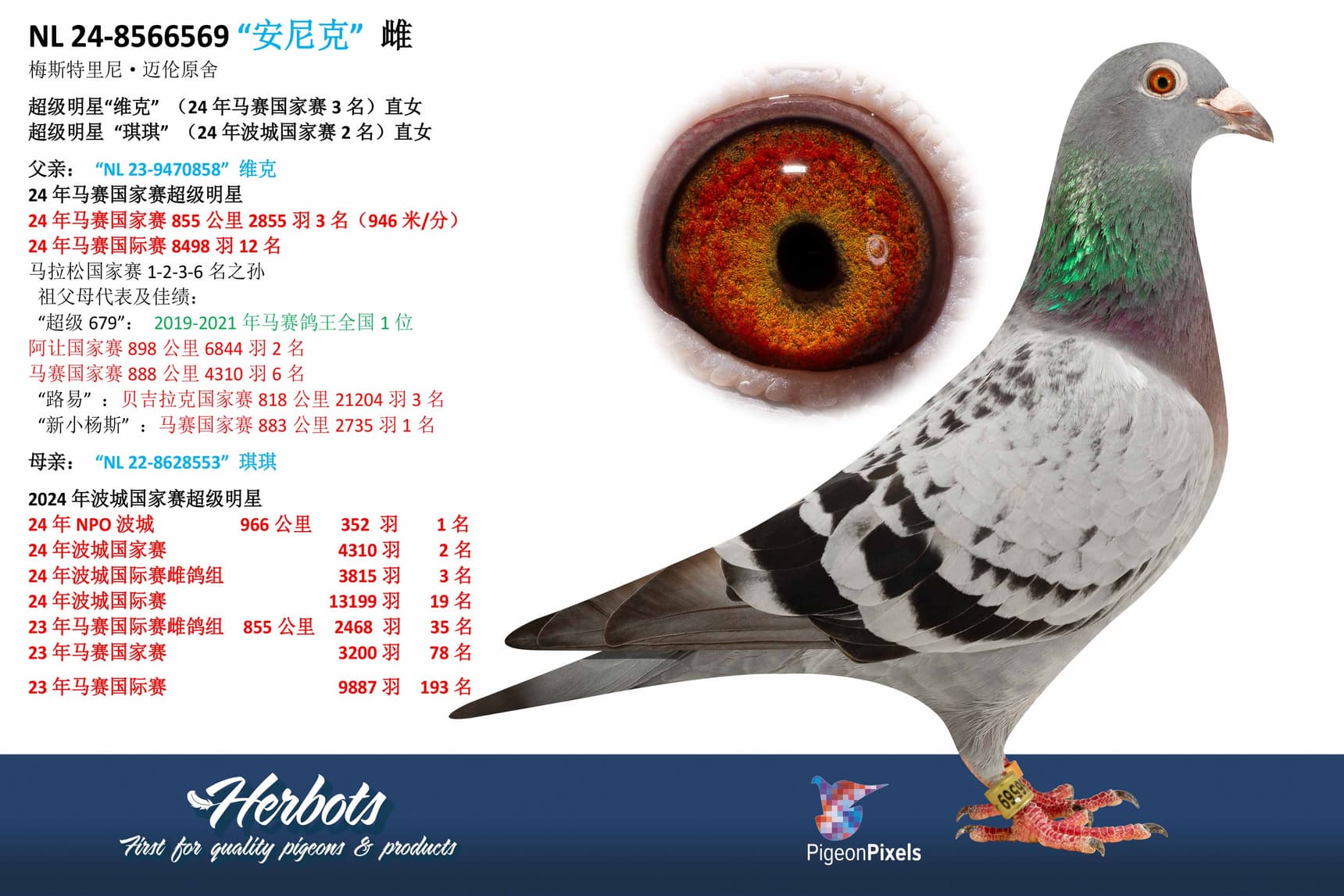 pigeon: undefined