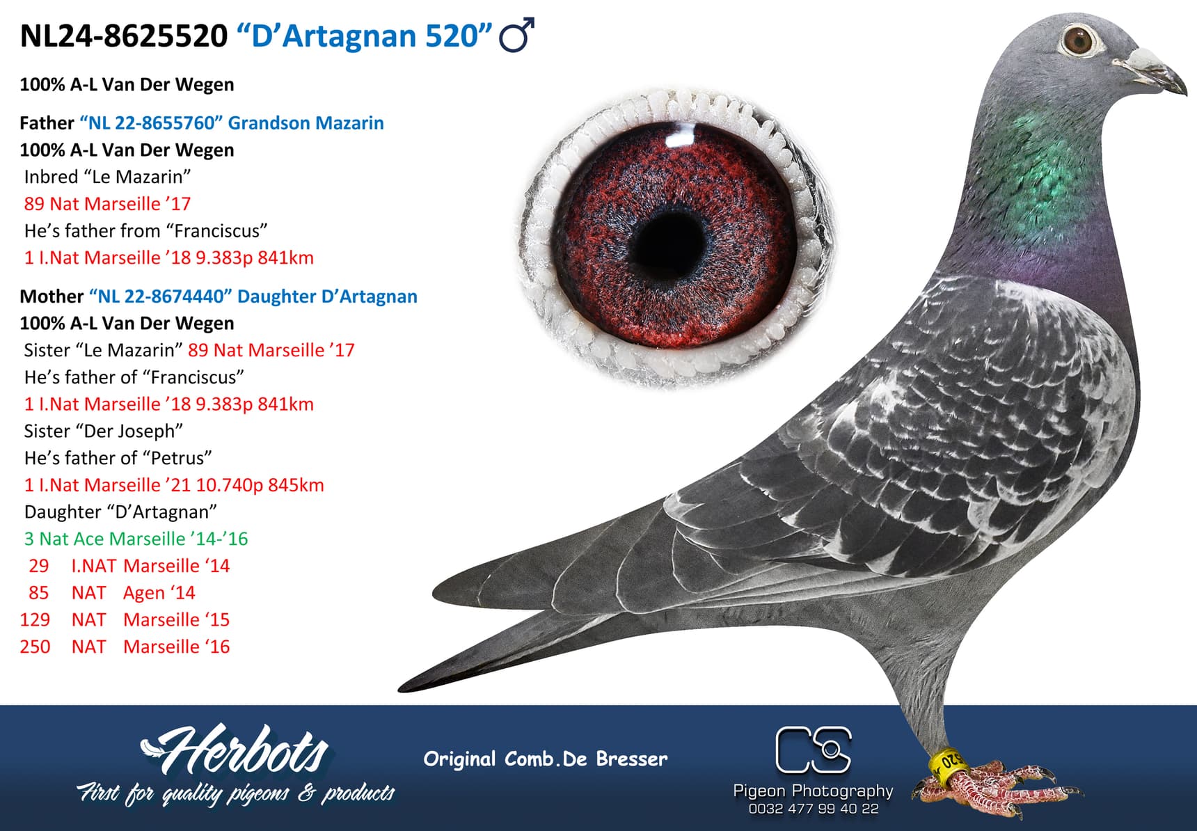 pigeon: “D’Artagnan 520”