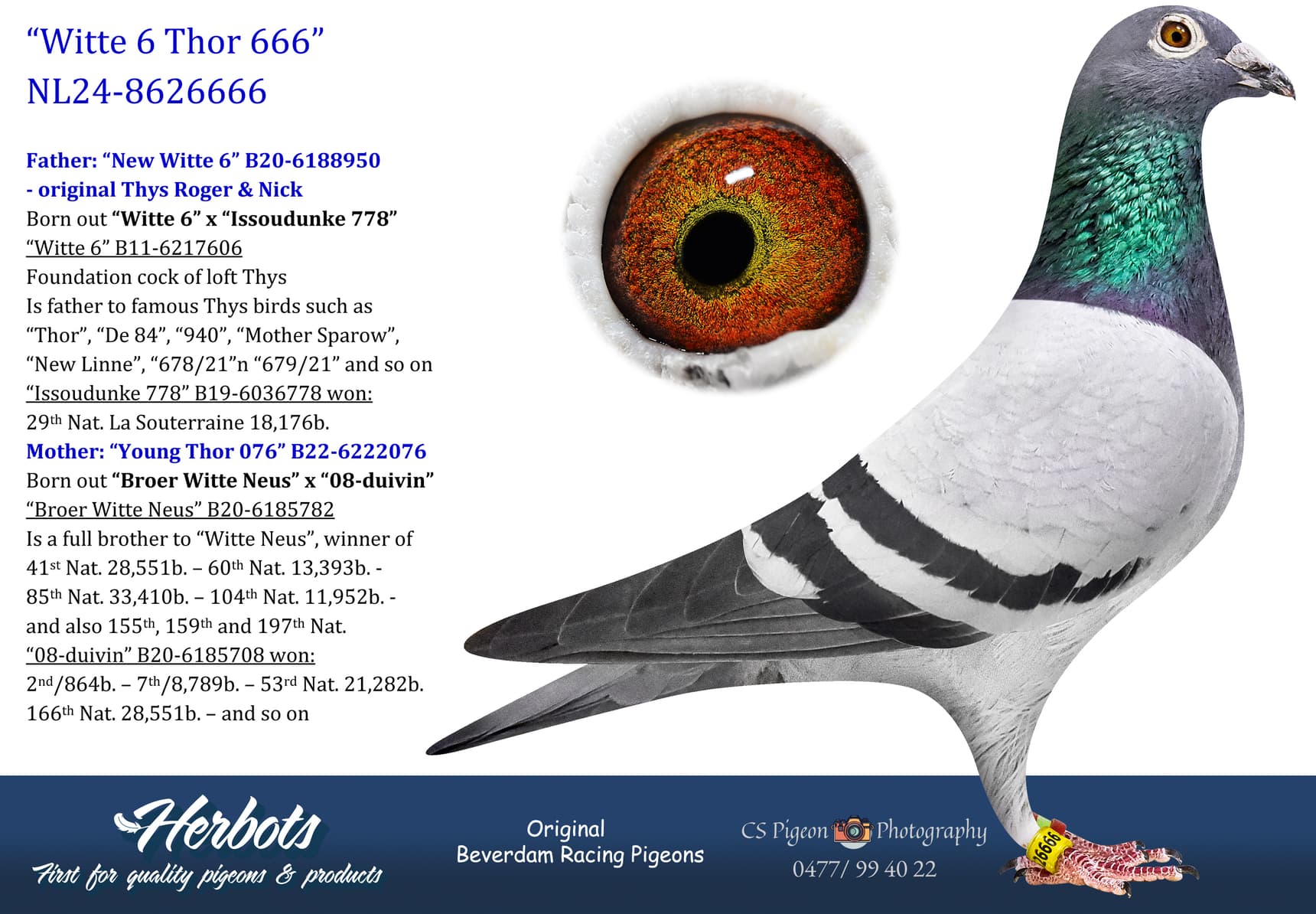 pigeon: undefined