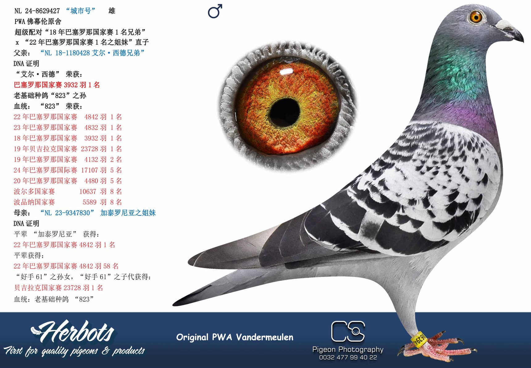 pigeon: undefined
