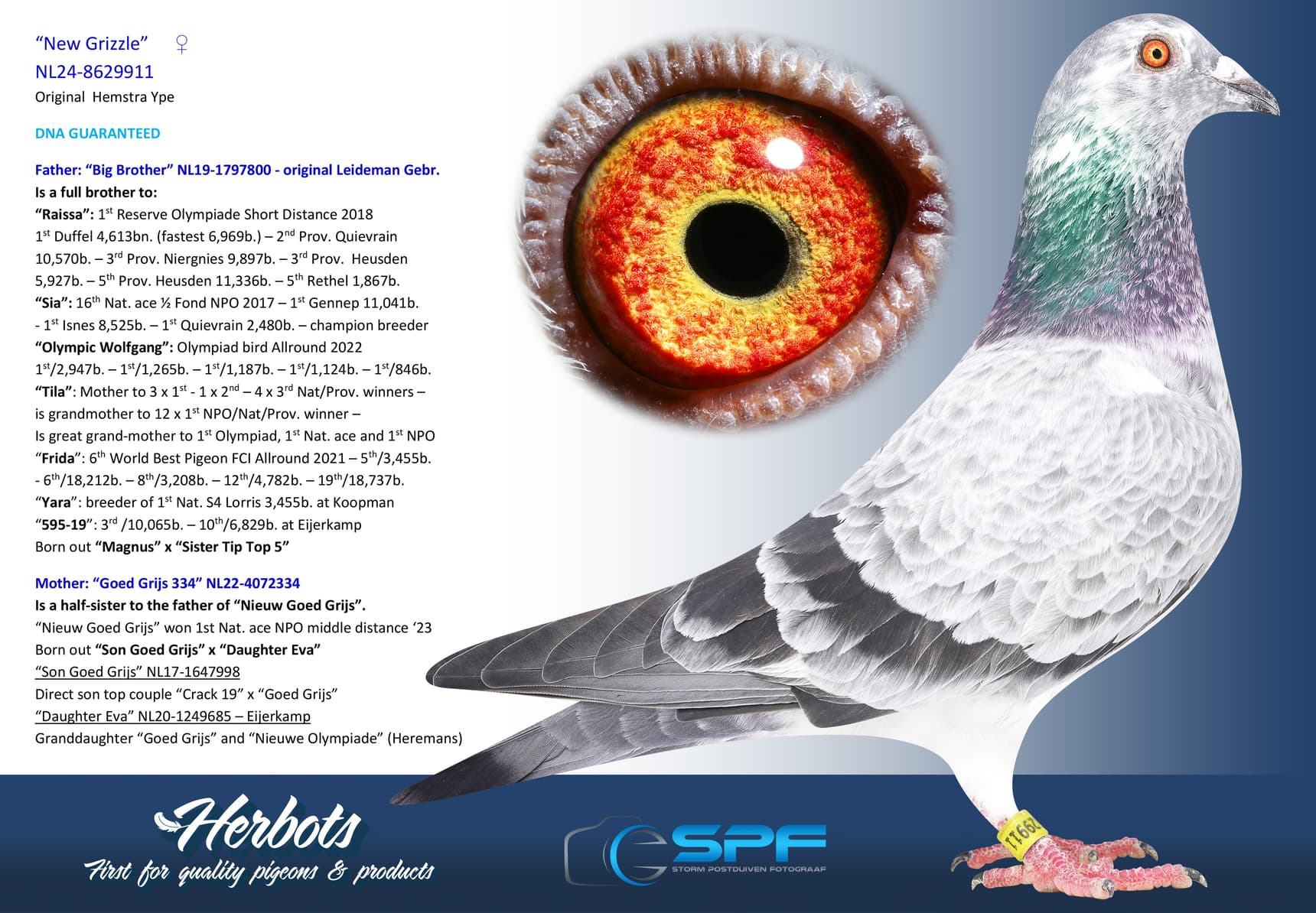 pigeon: “New Grizzle”