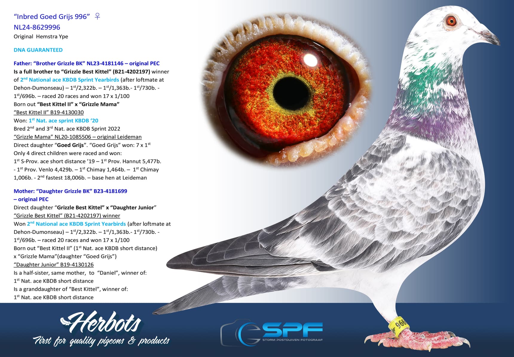 pigeon: “Inbred Goed Grijs 996”