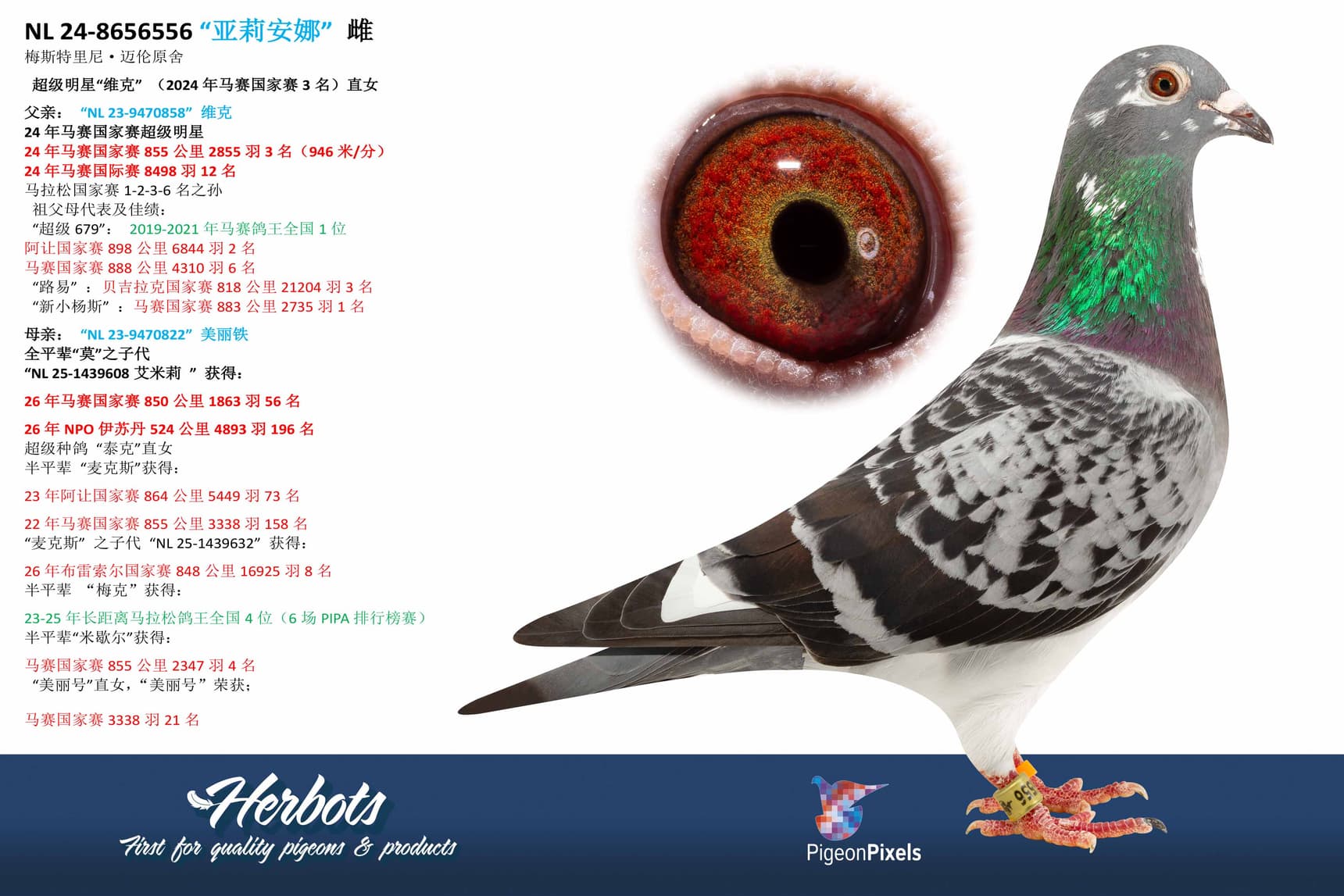 pigeon: undefined