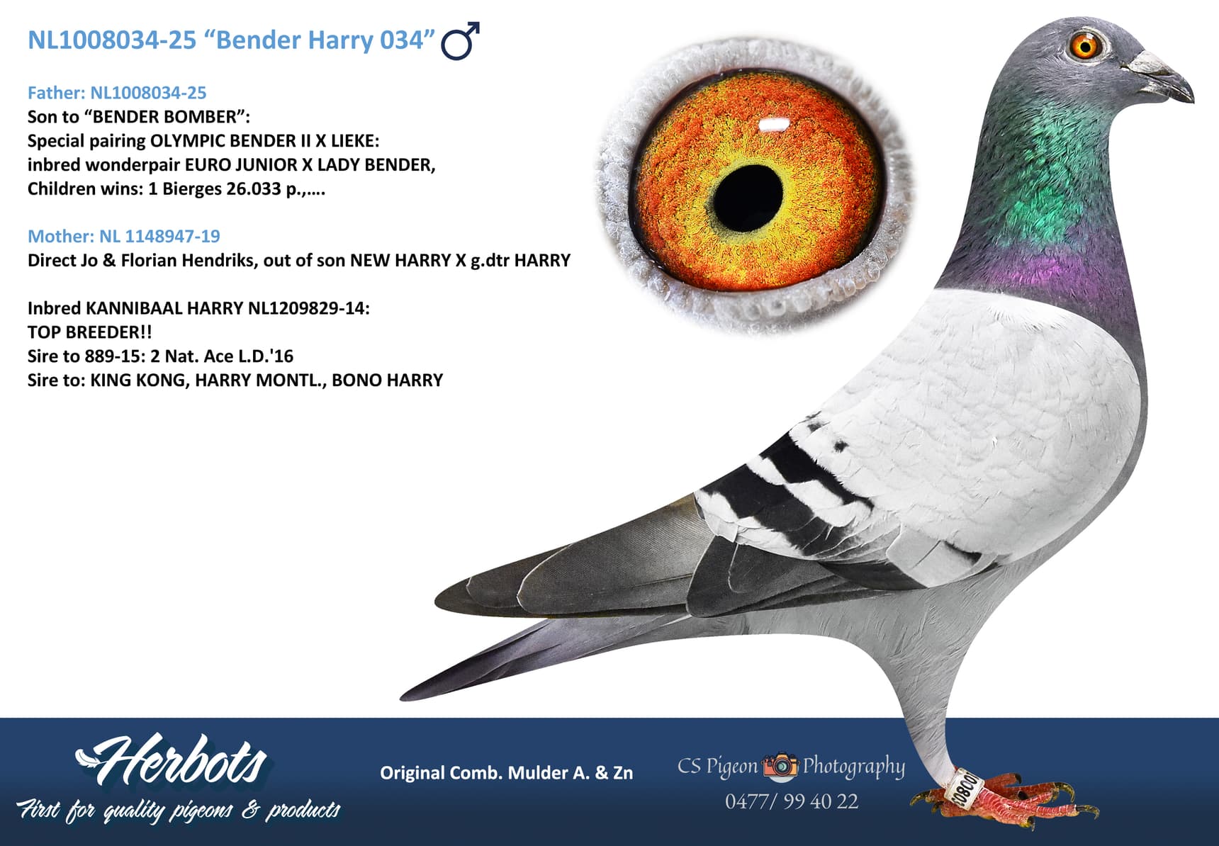 “Bender Harry 034”