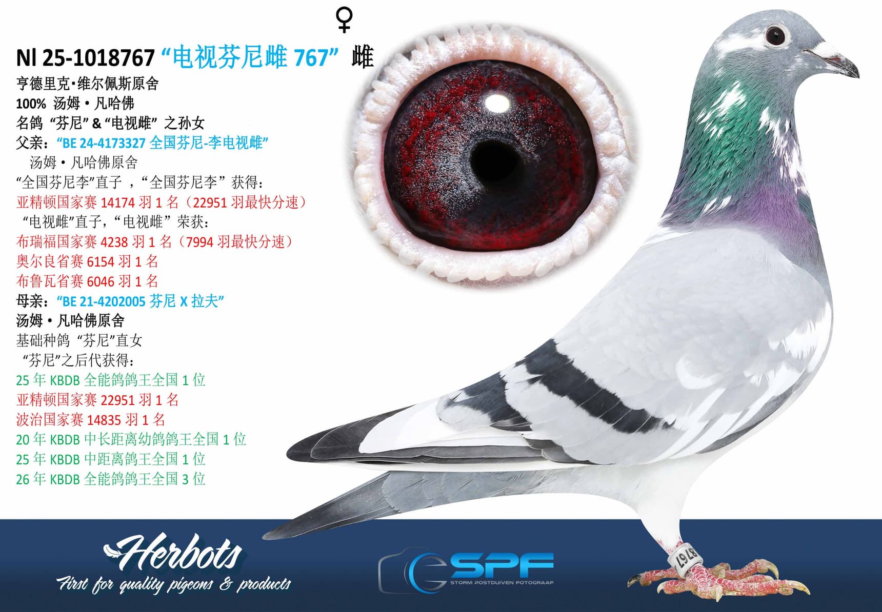 pigeon: undefined