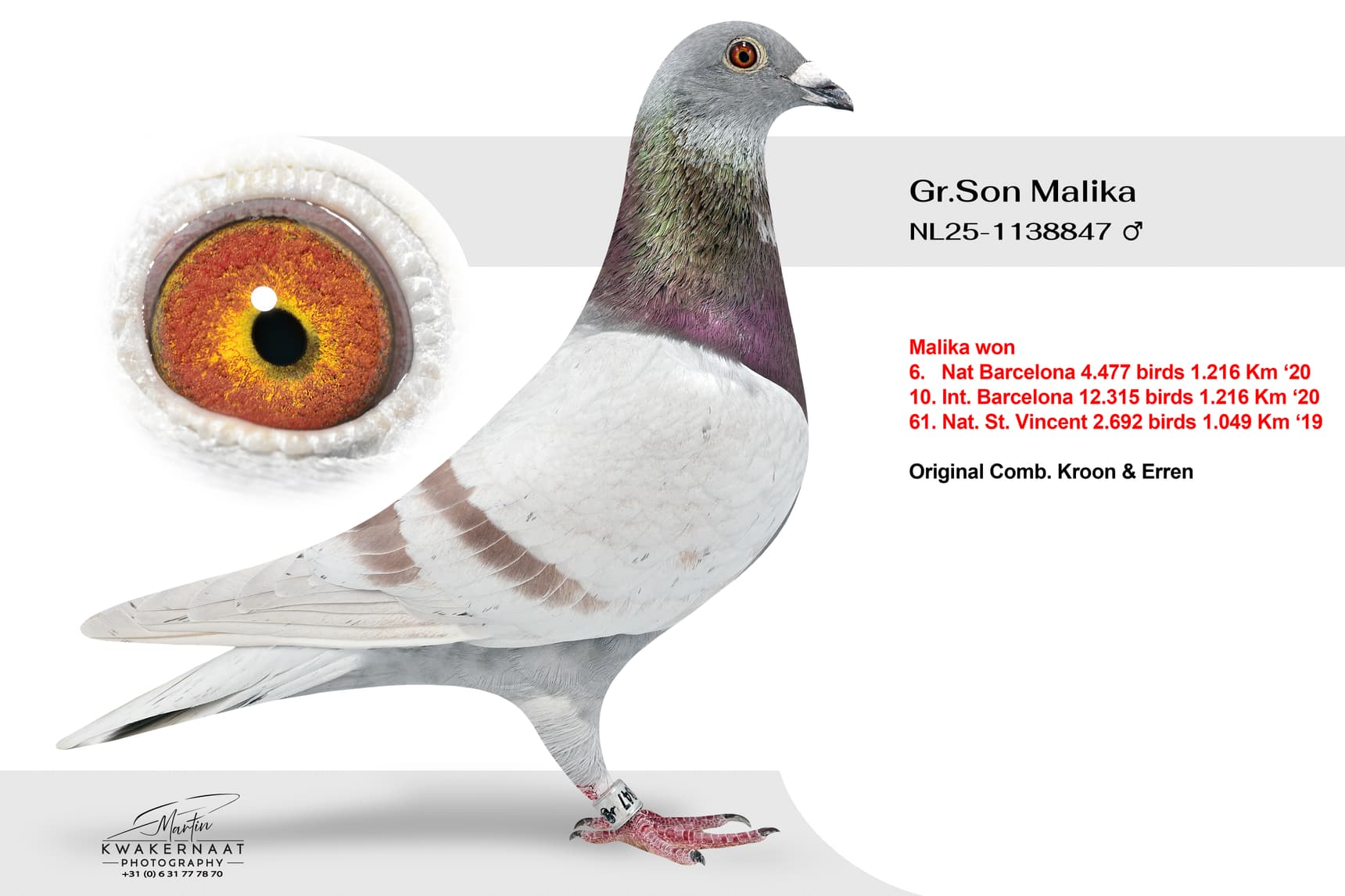 ‘Gr.Son Malika 847’