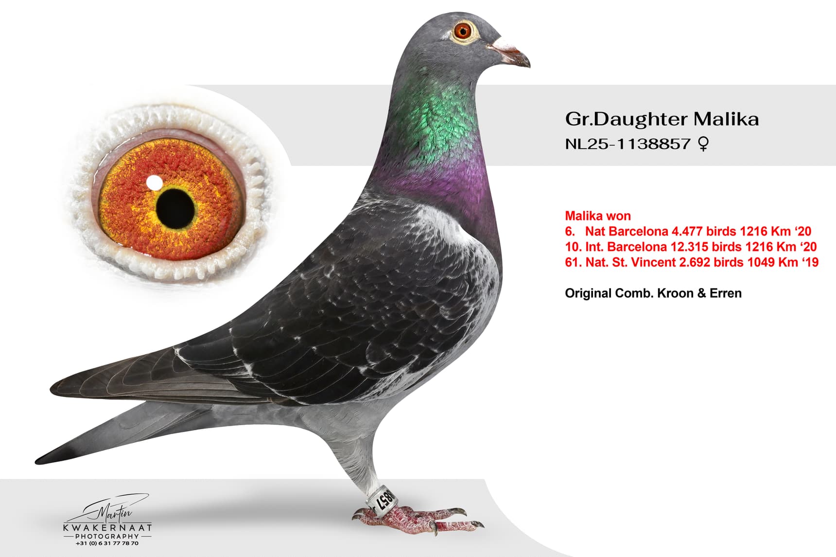 ‘Gr.Daughter Malika 857’