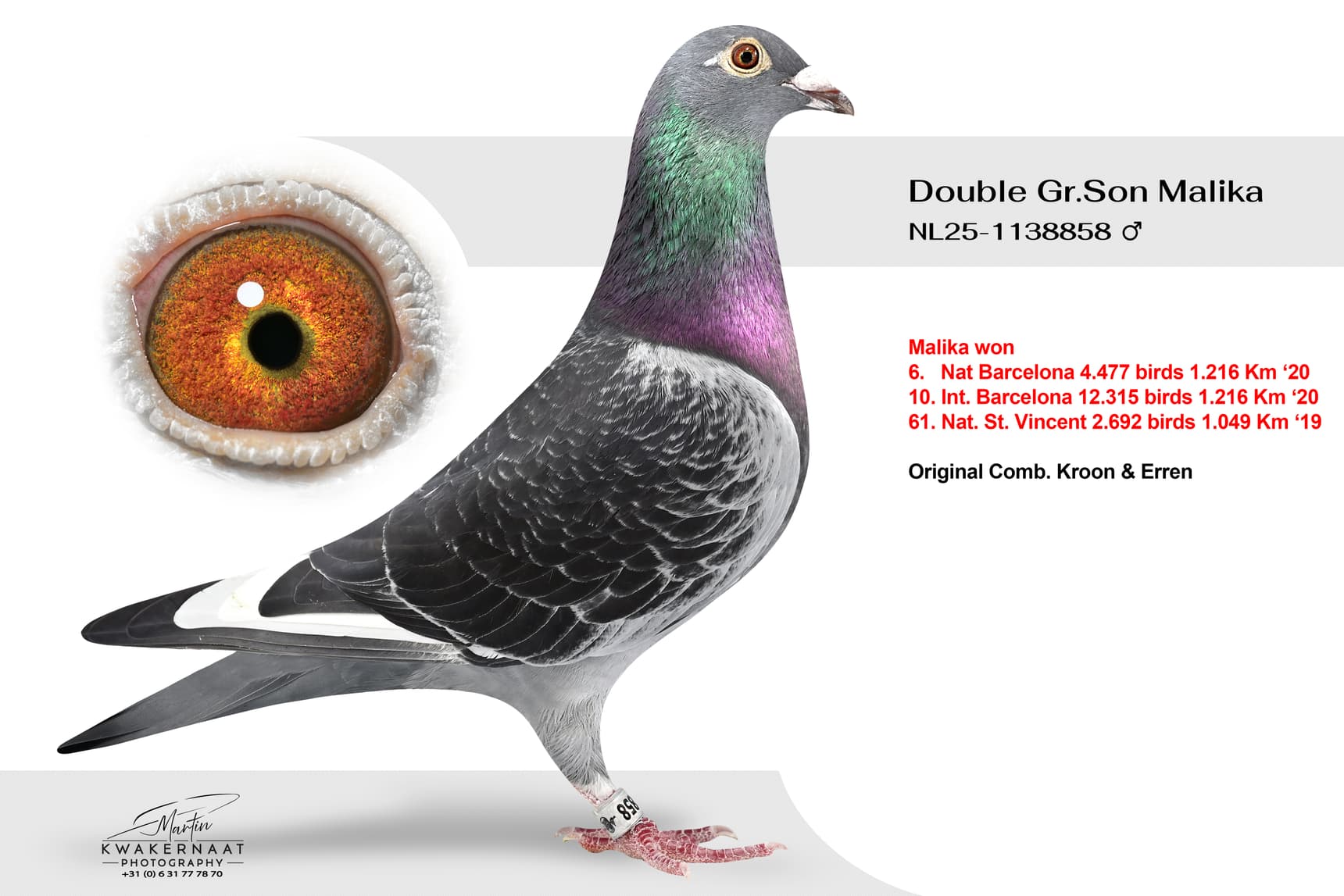 ‘Double Gr.Son Malika 858’
