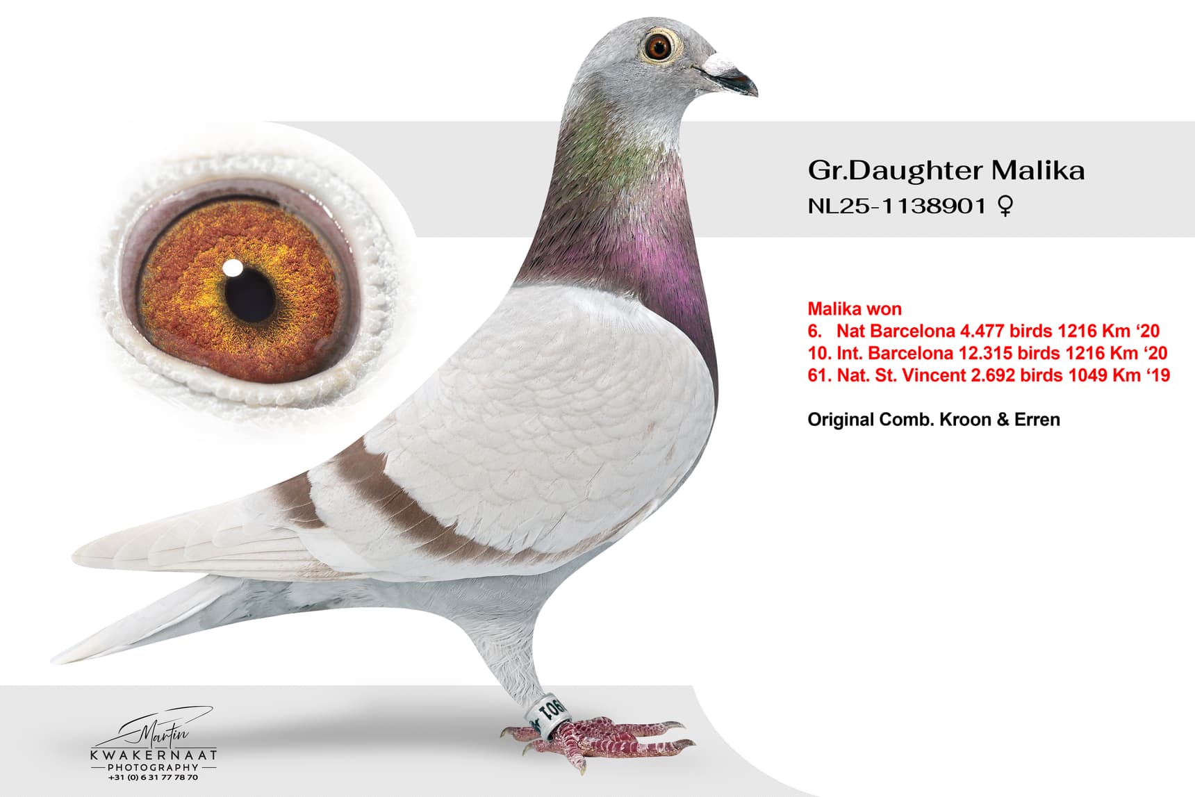 ‘Gr.Daughter Malika 901’
