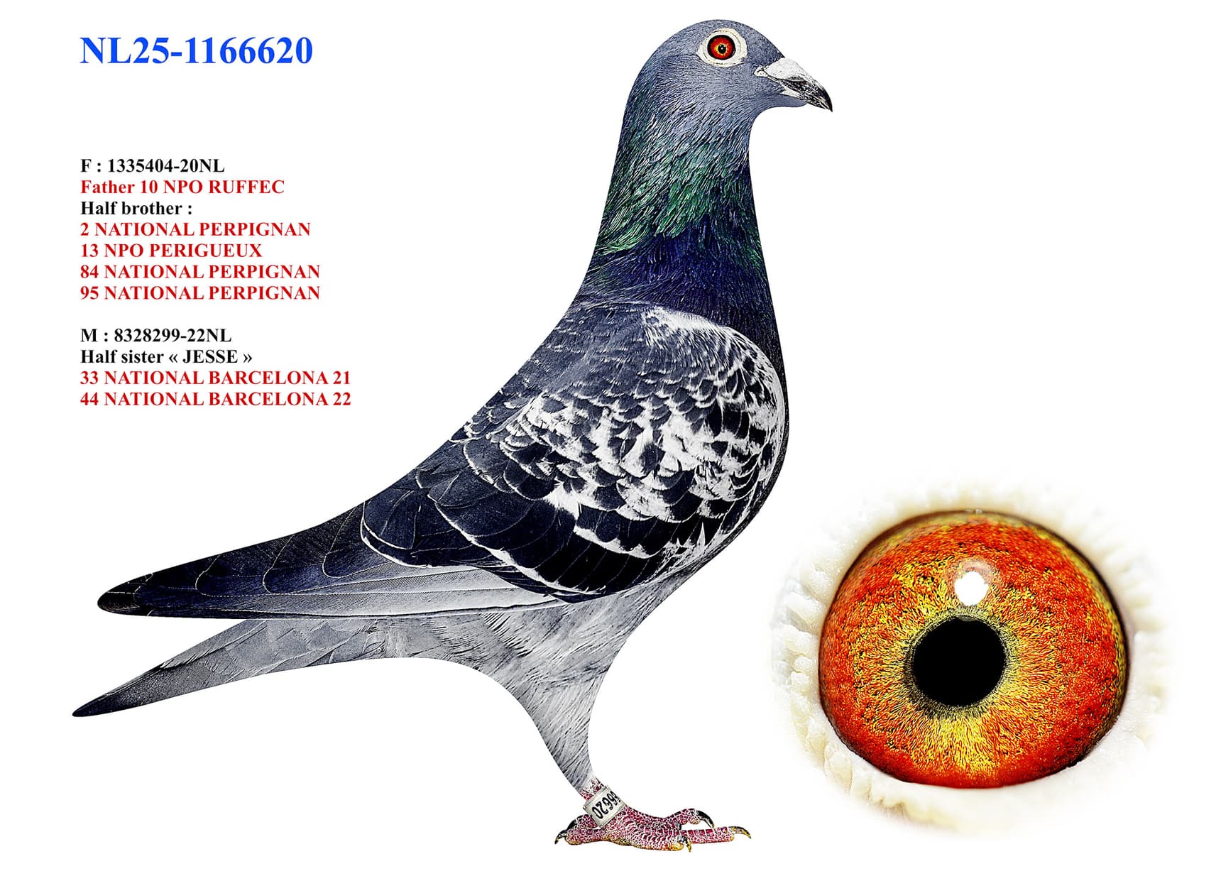"Amerongen 620"