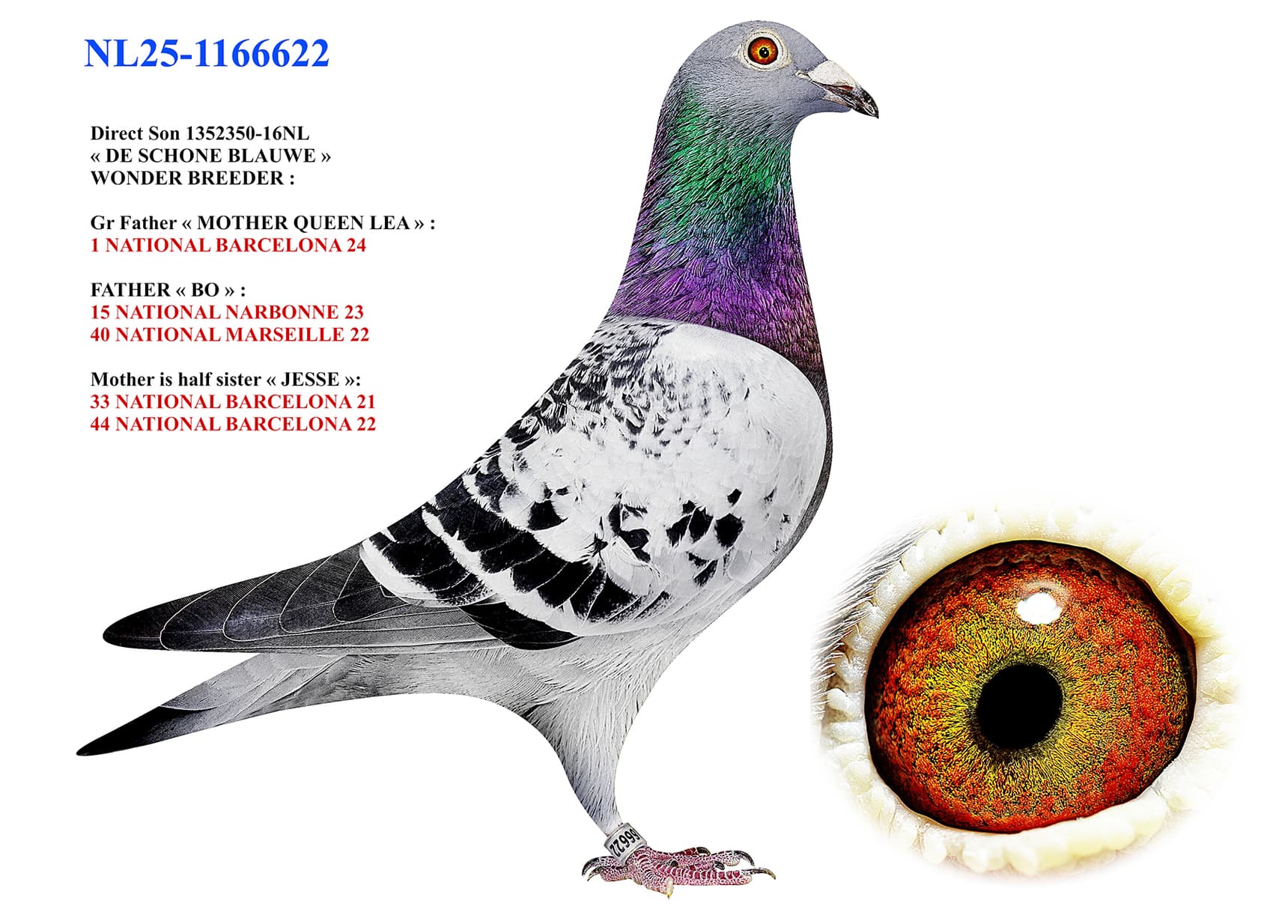 "Amerongen 622"