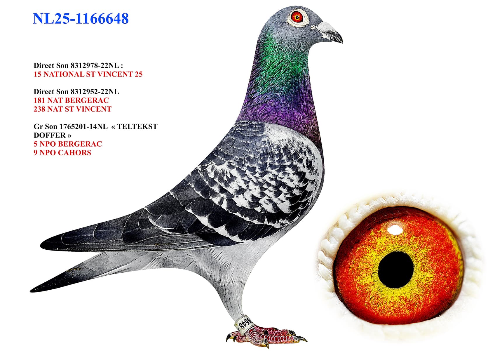 "Amerongen 648"