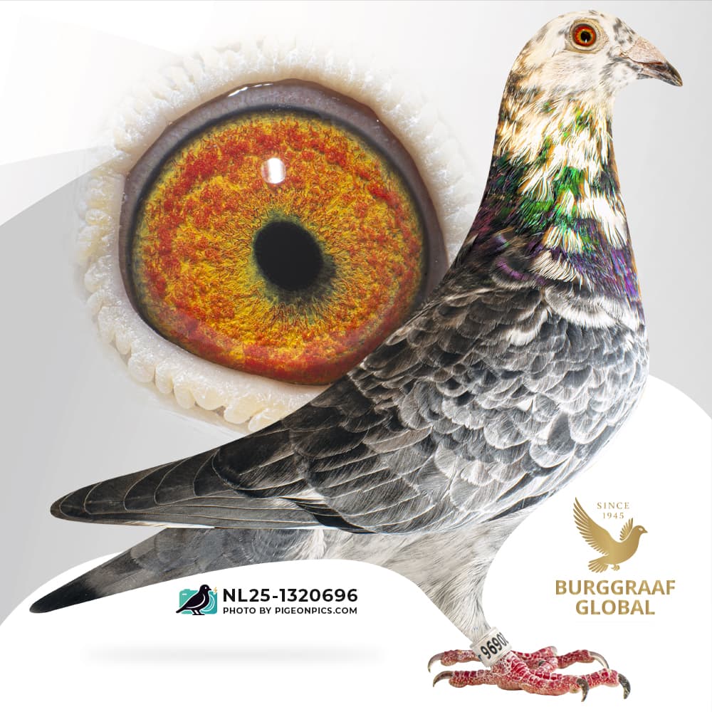 “The Grizzle King 696”