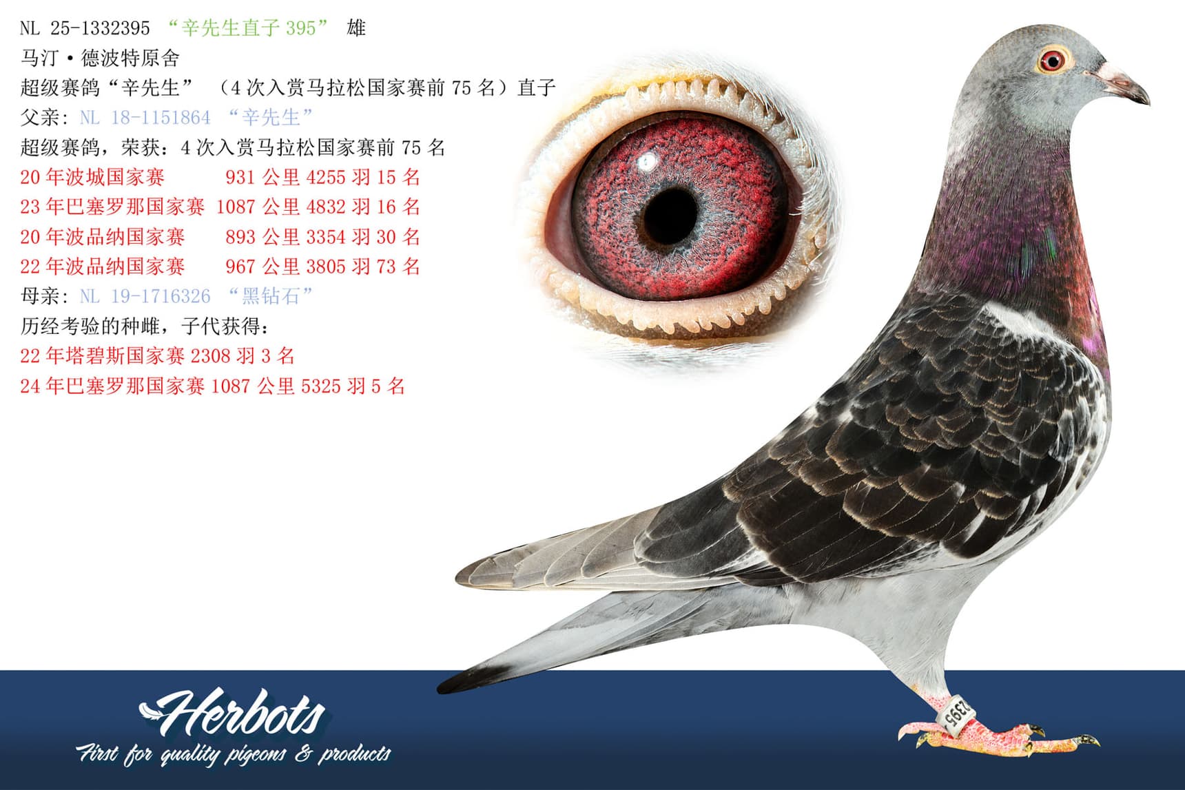 pigeon: “辛先生直子395” 雄