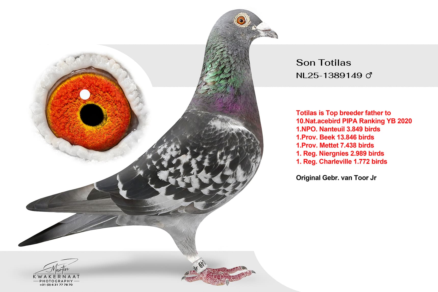 Son Totilas