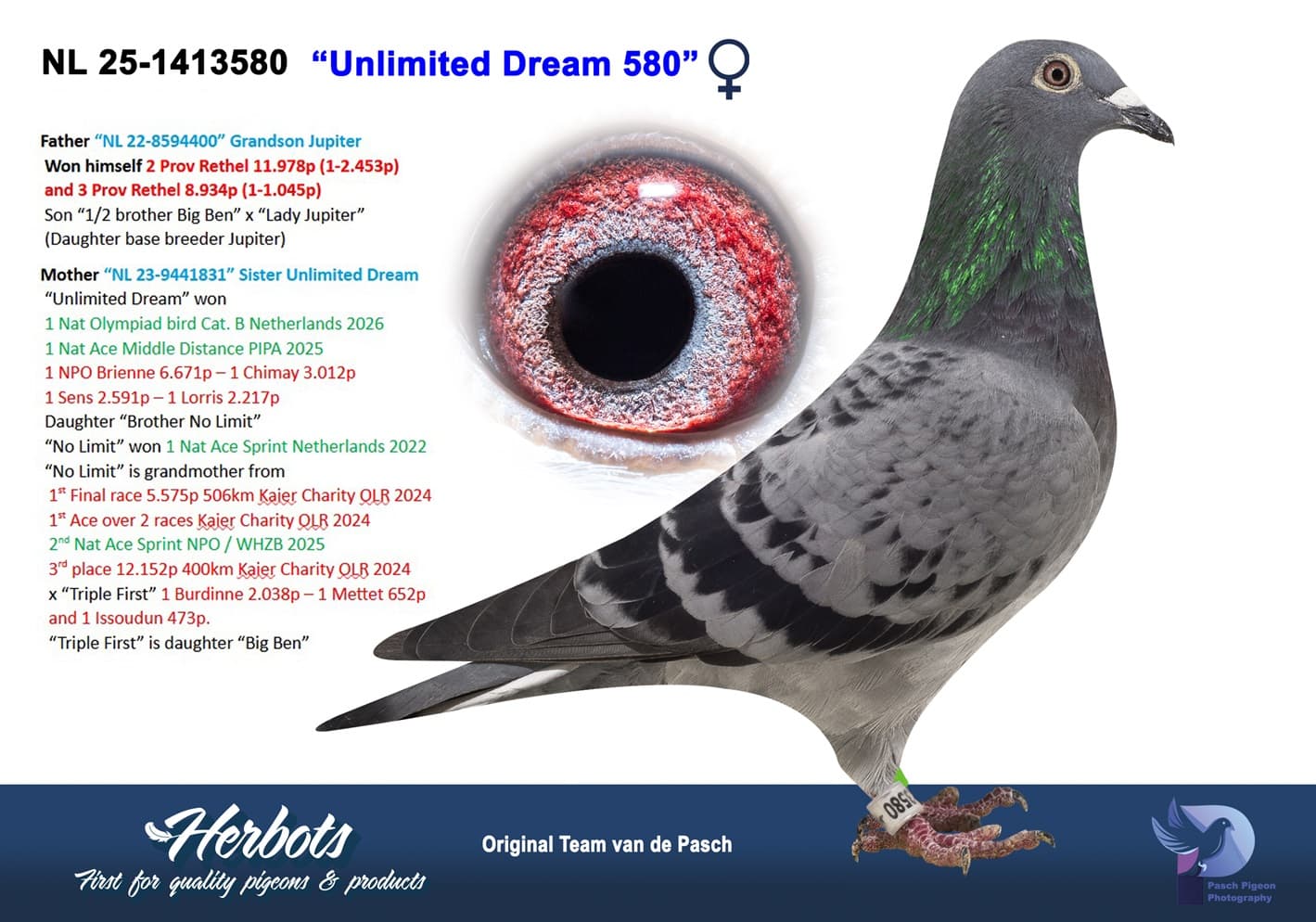 pigeon: undefined