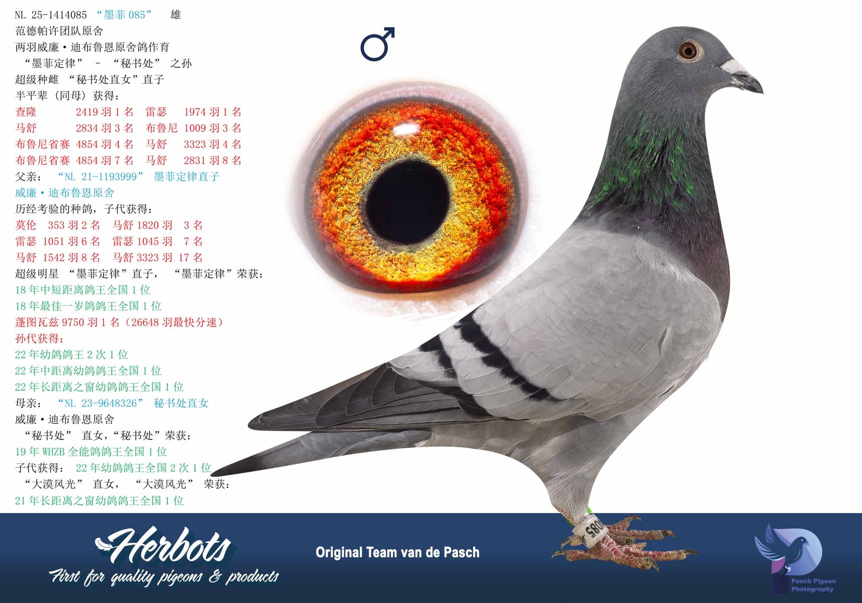 pigeon: undefined