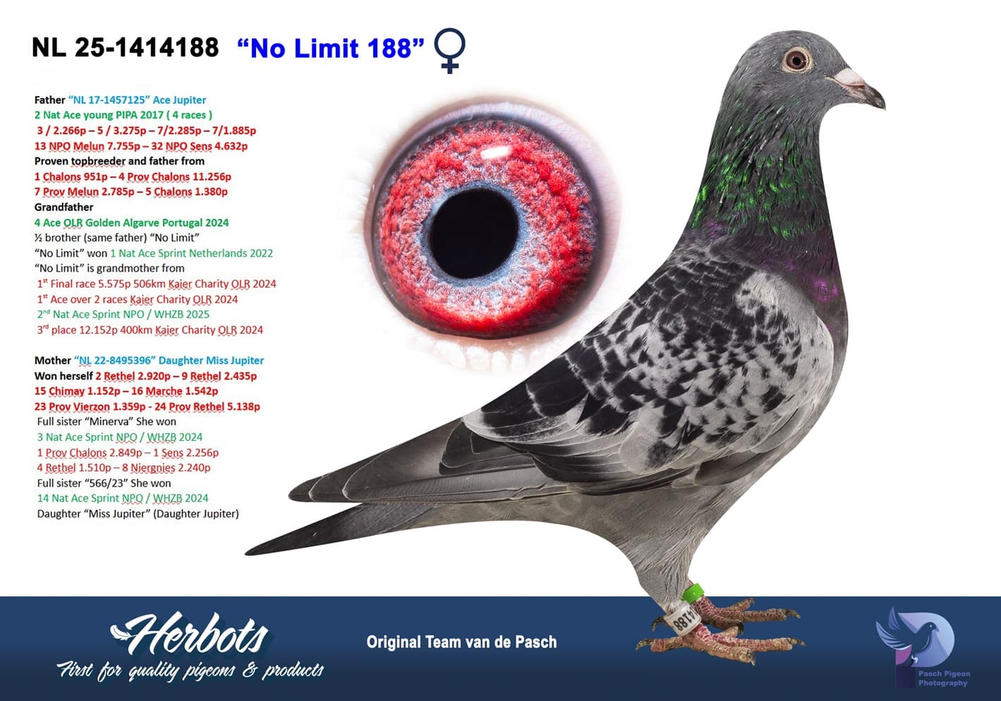 pigeon: undefined